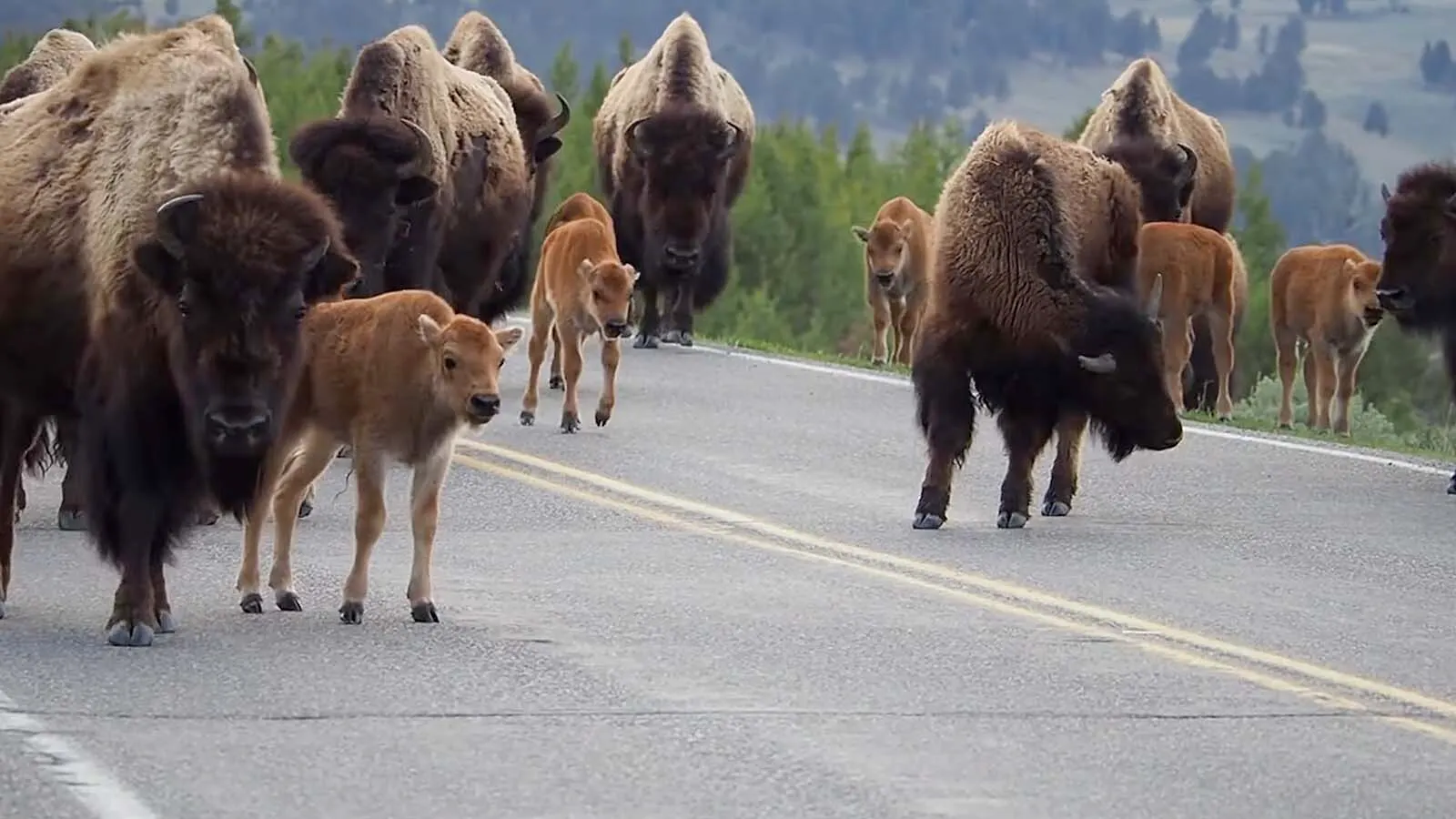 How A Couple Of Naturalists Cracked The Code Of Animal Language In ...