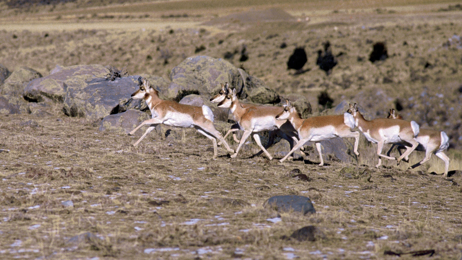 A herd of antelope run across open terrain.