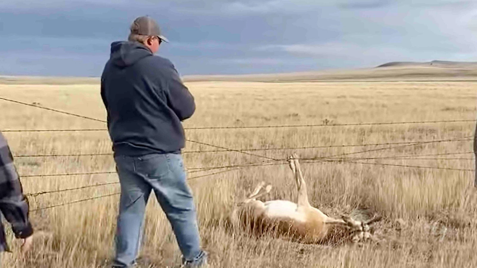 Antelope caught in fence 11 18 23