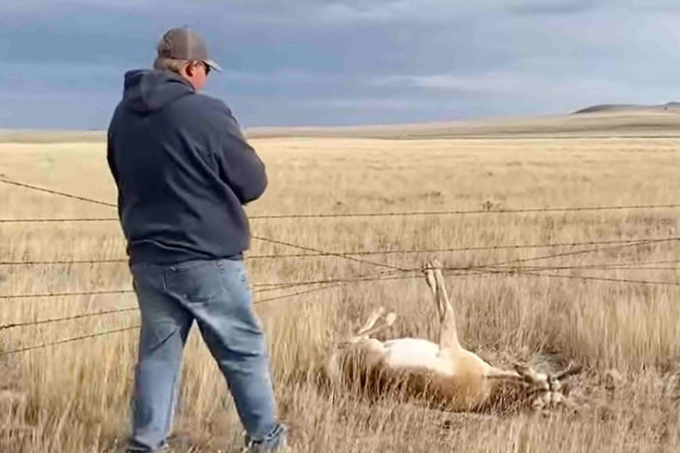 Antelope caught in fence 11 18 23
