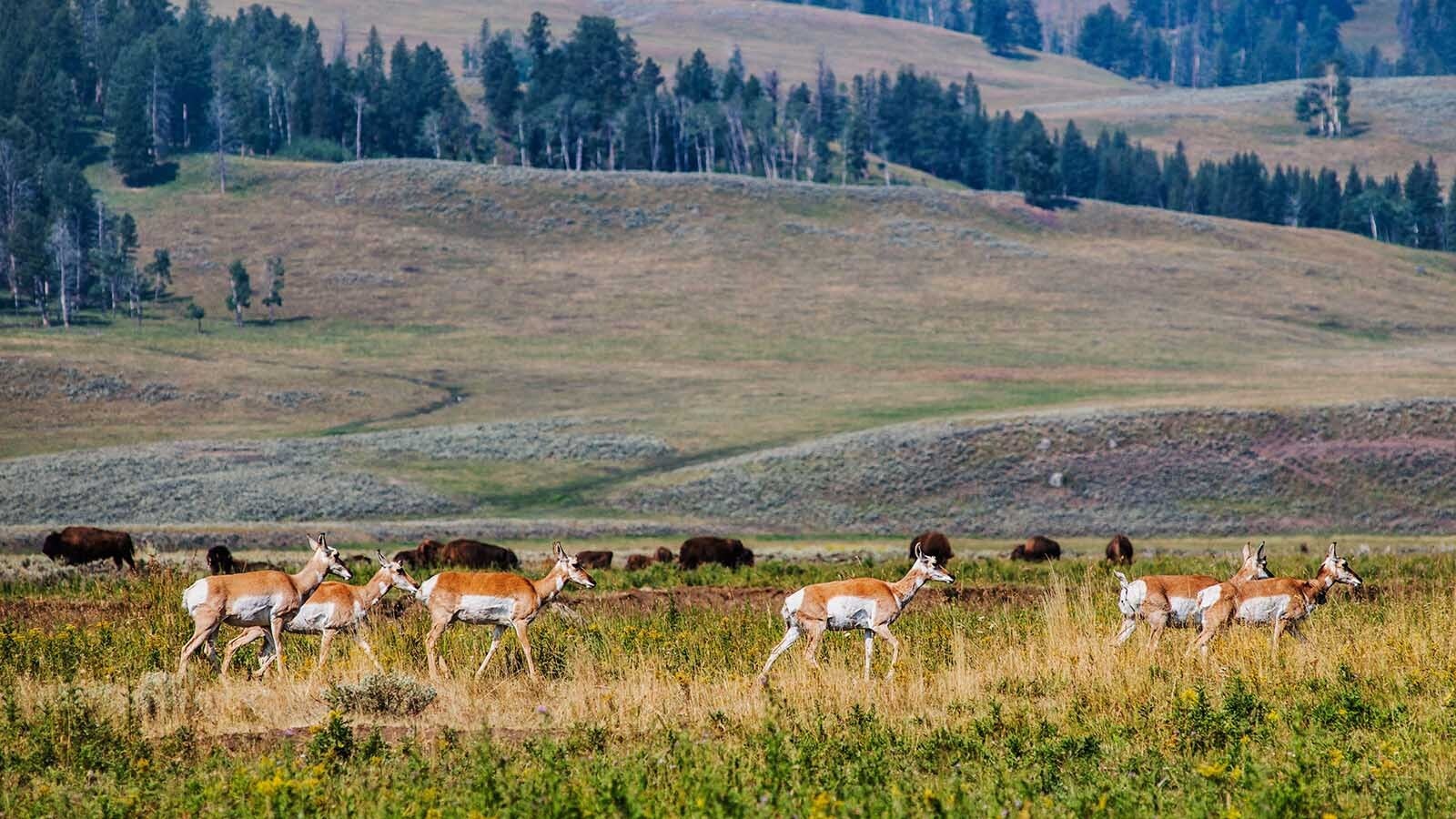 Despite a loud public outcry against U.S. Sen. Mike Lee’s efforts to sell millions of acres of federal public land, not everyone hates the idea. Former Wyoming legislator Ray Peterson said states could buy the land and manage it much better.