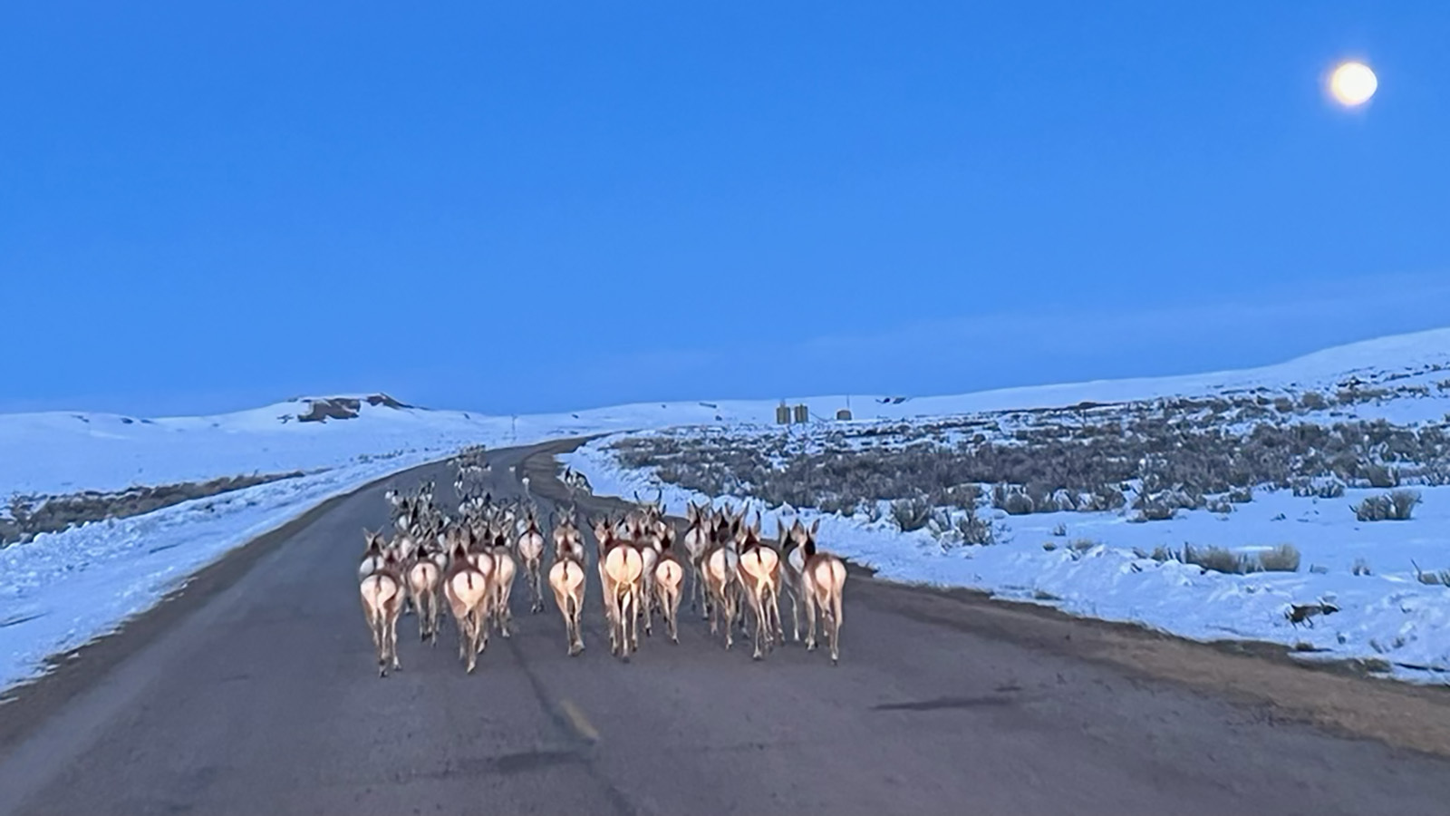 Antelope near Big Piney have resorted to traveling on highways because much of the countryside remains locked under deep snow.