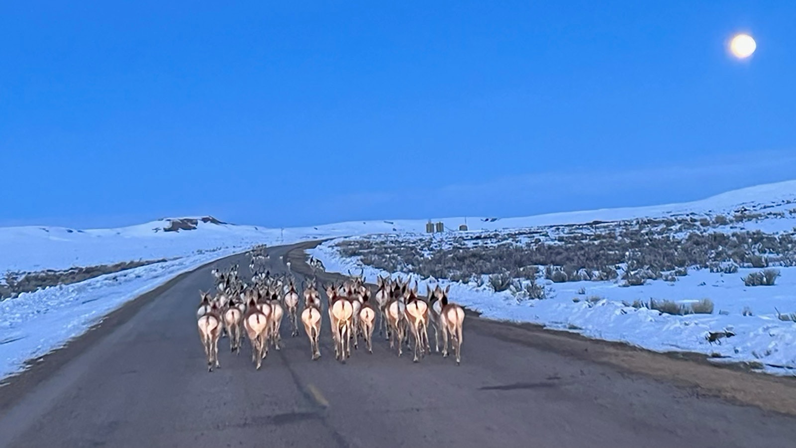 Antelope near Big Piney have resorted to traveling on highways because much of the countryside remains locked under deep snow.