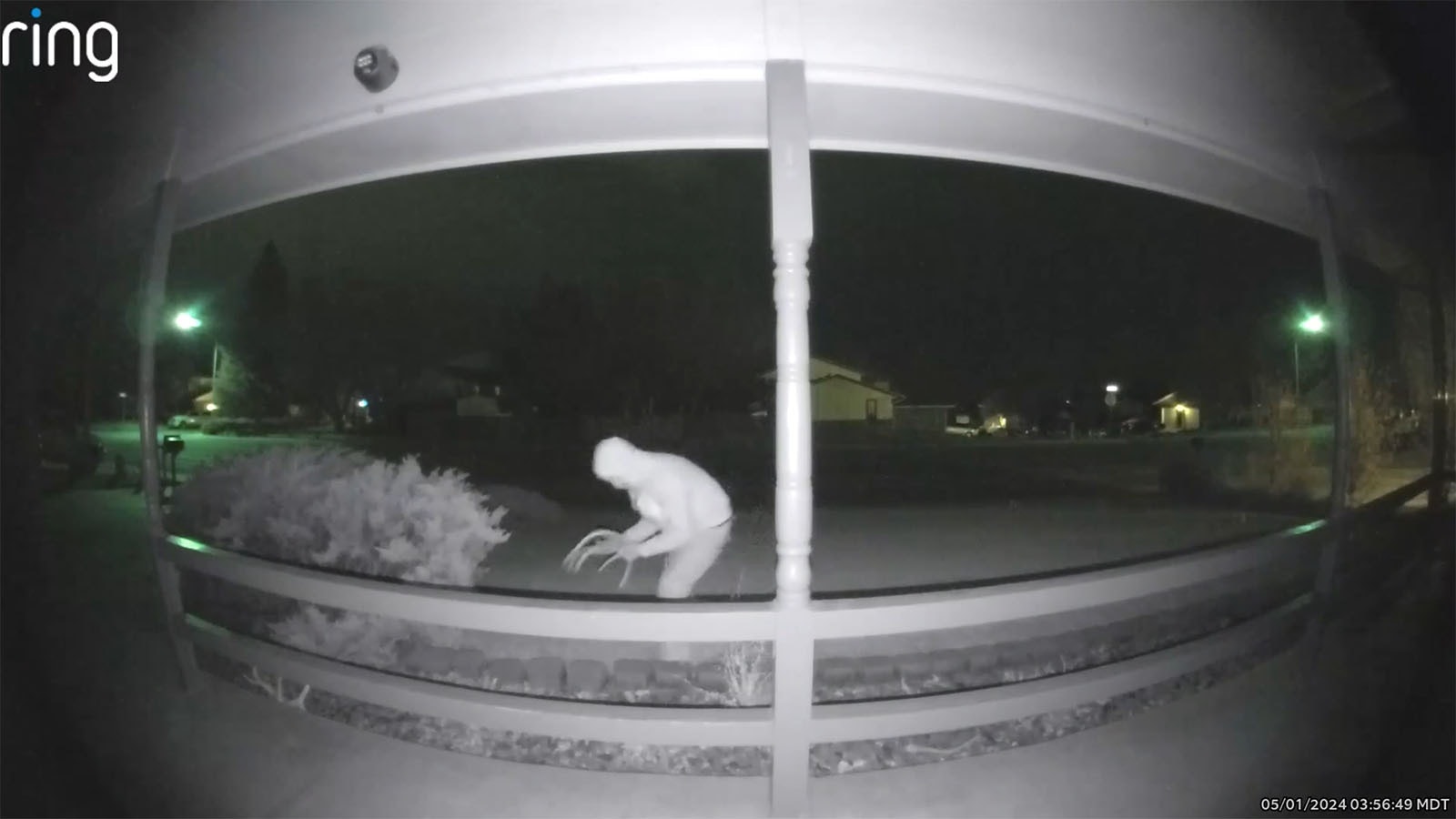 The Ring doorbell camera of a Casper home caught an antler theif at about 4 a.m. Wednesday stealing all the shed antlers in the home's landscaping.