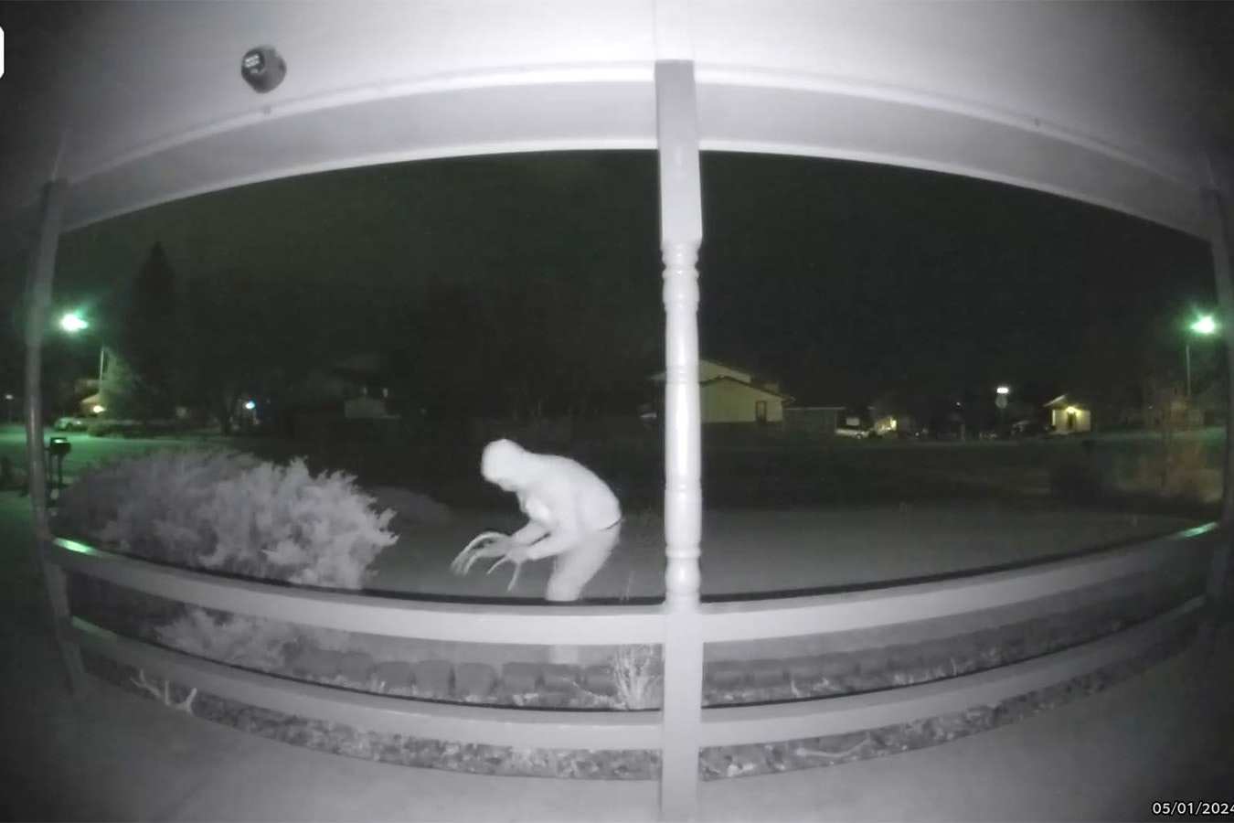 The Ring doorbell camera of a Casper home caught an antler theif at about 4 a.m. Wednesday stealing all the shed antlers in the home's landscaping.