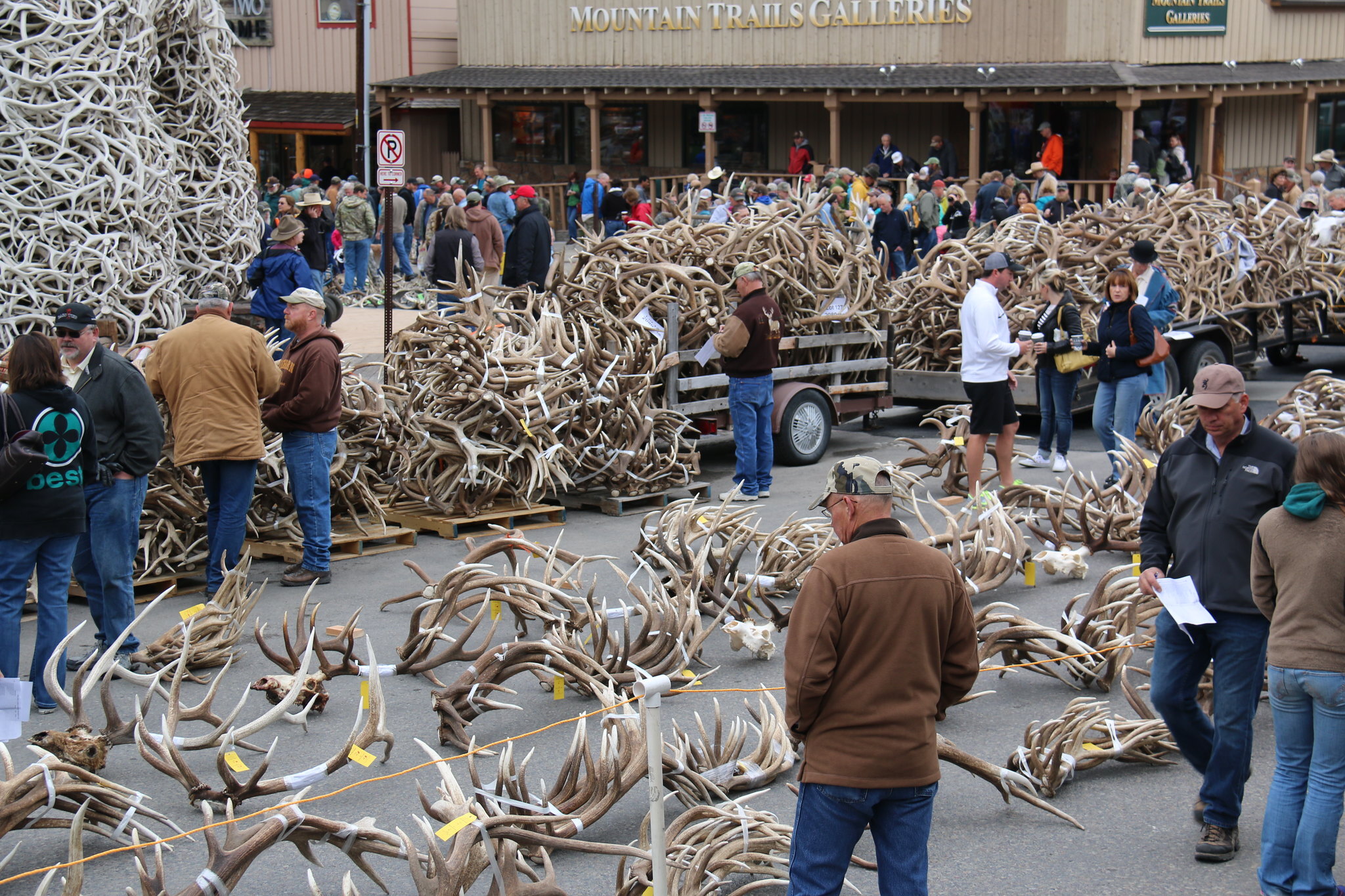 Antler Auction