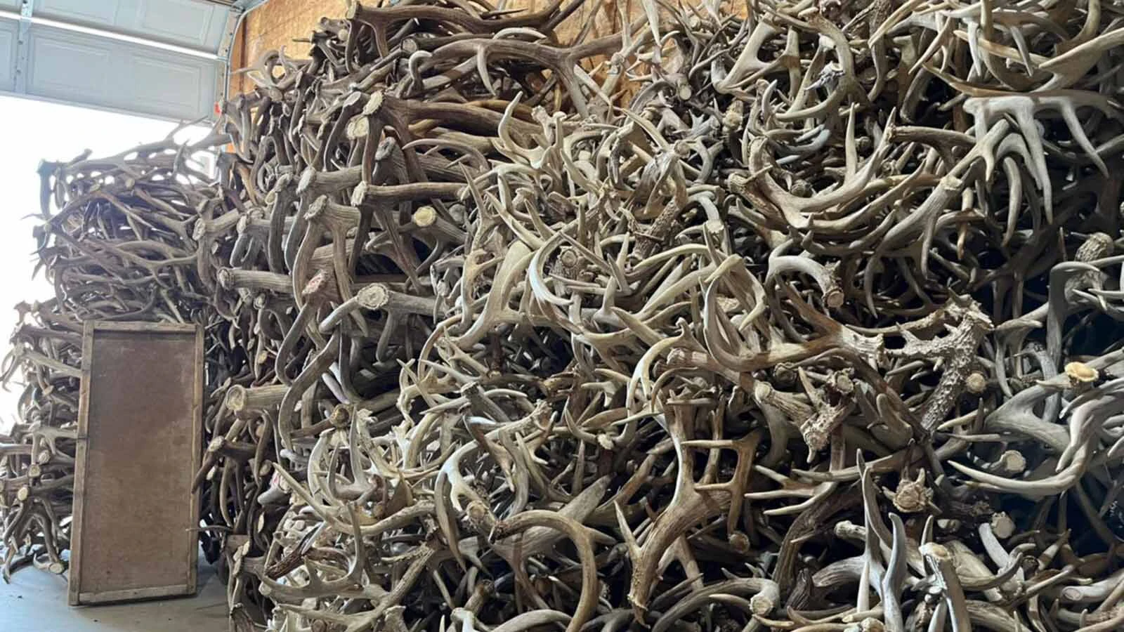 A side gig for a pair of South Dakota men has exploded into a booming business selling 60 tons of elk, deer and moose antlers a year. Some prized specimens can sell for thousands of dollars each.