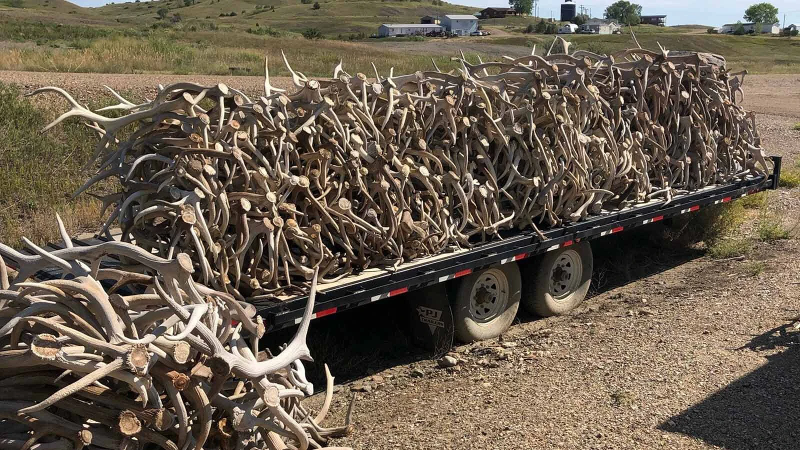A side gig for a pair of South Dakota men has exploded into a booming business selling 60 tons of elk, deer and moose antlers a year. Some prized specimens can sell for thousands of dollars each.