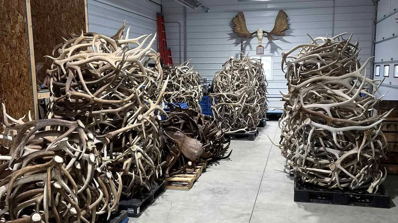 A side gig for a pair of South Dakota men has exploded into a booming business selling 60 tons of elk, deer and moose antlers a year. Some prized specimens can sell for thousands of dollars each.