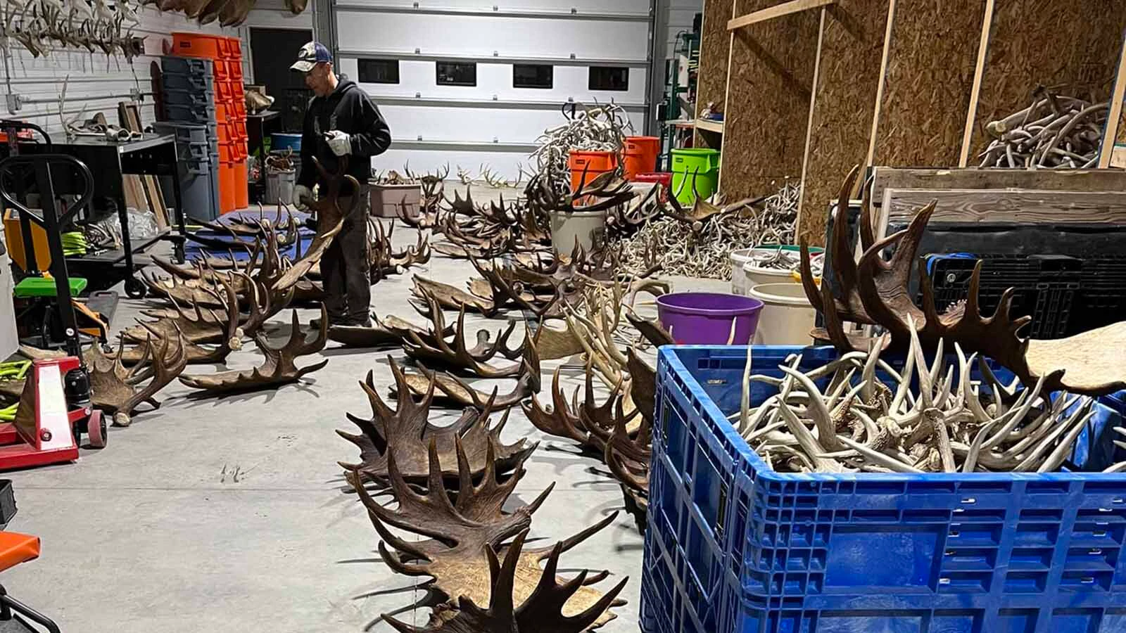 A side gig for a pair of South Dakota men has exploded into a booming business selling 60 tons of elk, deer and moose antlers a year. Some prized specimens can sell for thousands of dollars each.