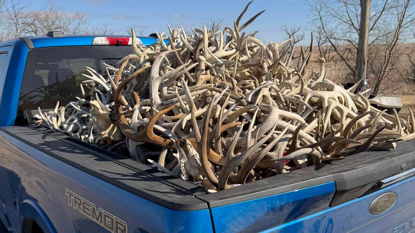 A side gig for a pair of South Dakota men has exploded into a booming business selling 60 tons of elk, deer and moose antlers a year. Some prized specimens can sell for thousands of dollars each.