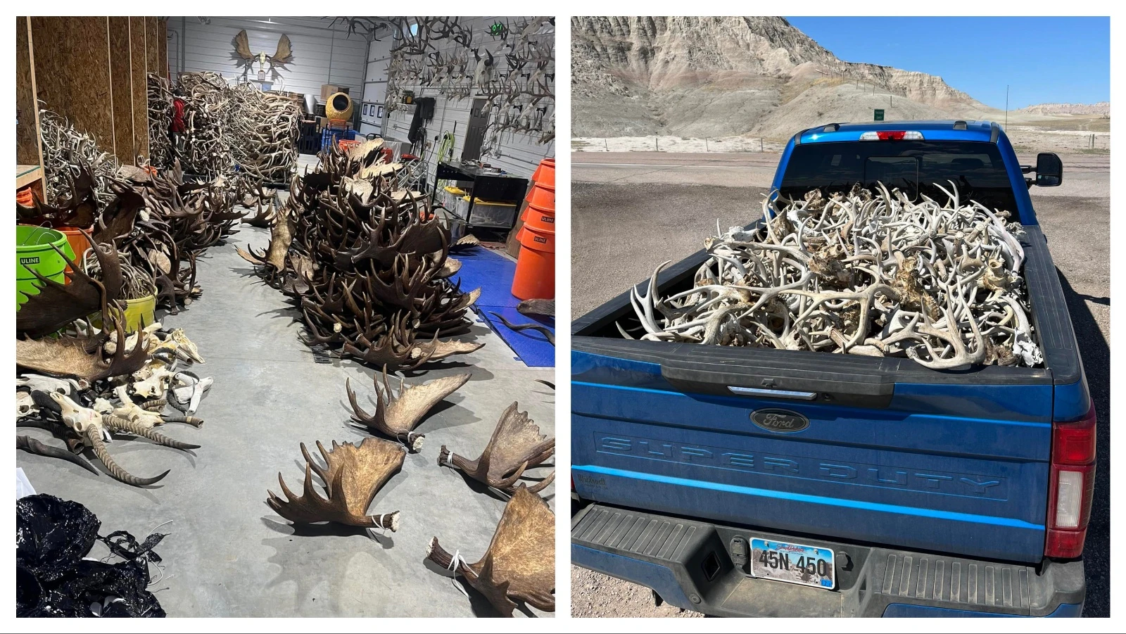 A side gig for a pair of South Dakota men has exploded into a booming business selling 60 tons of elk, deer and moose antlers a year. Some prized specimens can sell for thousands of dollars each.