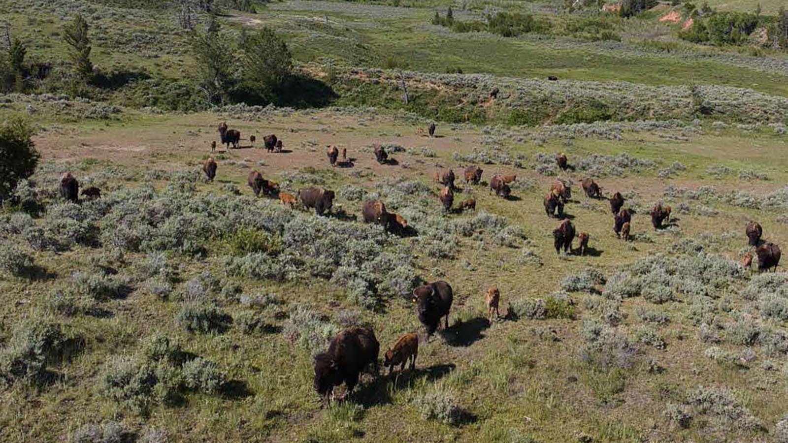 Along with magnificent wildlife, a thriving herd of bison also call the Antlers Ranch home.