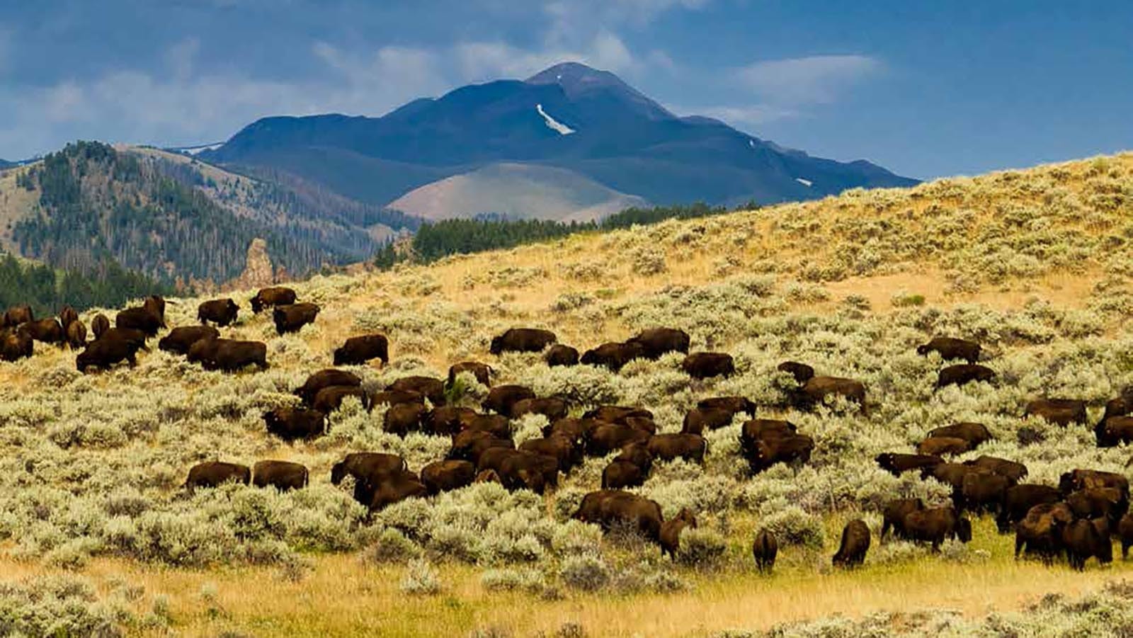 Along with magnificent wildlife, a thriving herd of bison also call the Antlers Ranch home.