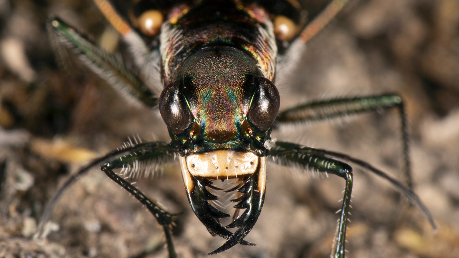 A headshot of a wetsalts tiger beetle in Yellowstone National Park. With their long legs, large eyes, and large mandibles, these beetles are the apex predators of the important invertebrate ecosystem of Yellowstone National Park's thermal basins.