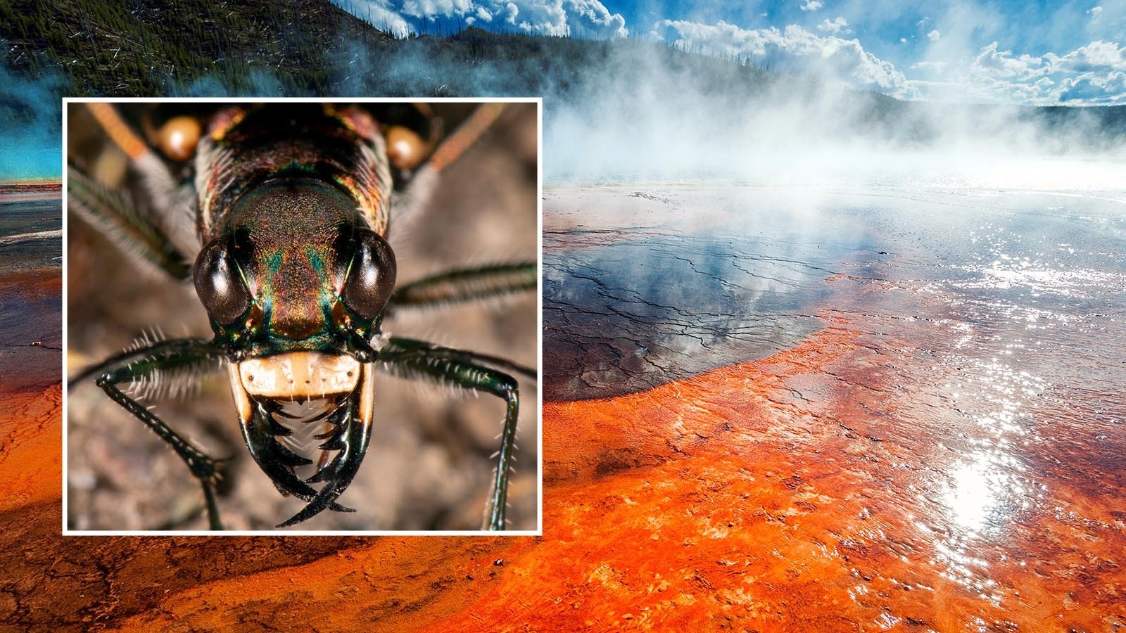 With their long legs, large eyes and large mandibles, westsalts tiger beetles are the apex predators of the important invertebrate ecosystem of Yellowstone National Park's thermal basins.