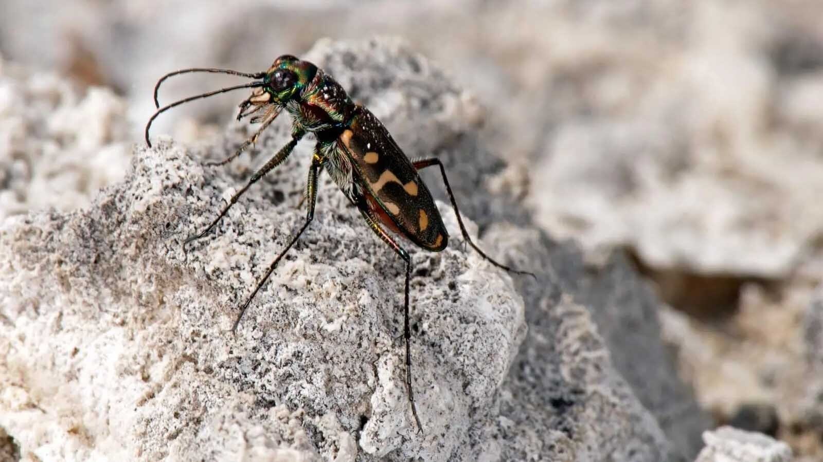 A wetsalts tiger beetle in the wild of Yellowstone National Park. Entomologists were baffled by how these beetles could thrive in the extreme heat of Yellowstone's thermal pools, but have discovered a series of unique adaptations, including one that was patentable, that allow them to beat the heat.