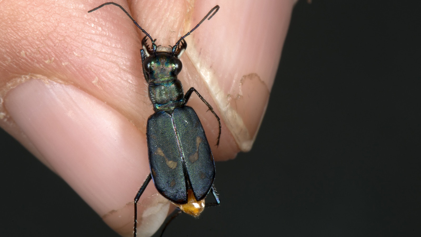 One of Yellowstone National Park's wetsalts tiger beetles. Entomologists believe these highly-adapted beetles are widespread in Yellowstone, but they're only found in the vicinity of the park's thermal basins and nowhere else, making them a "truly remarkable" population for research.