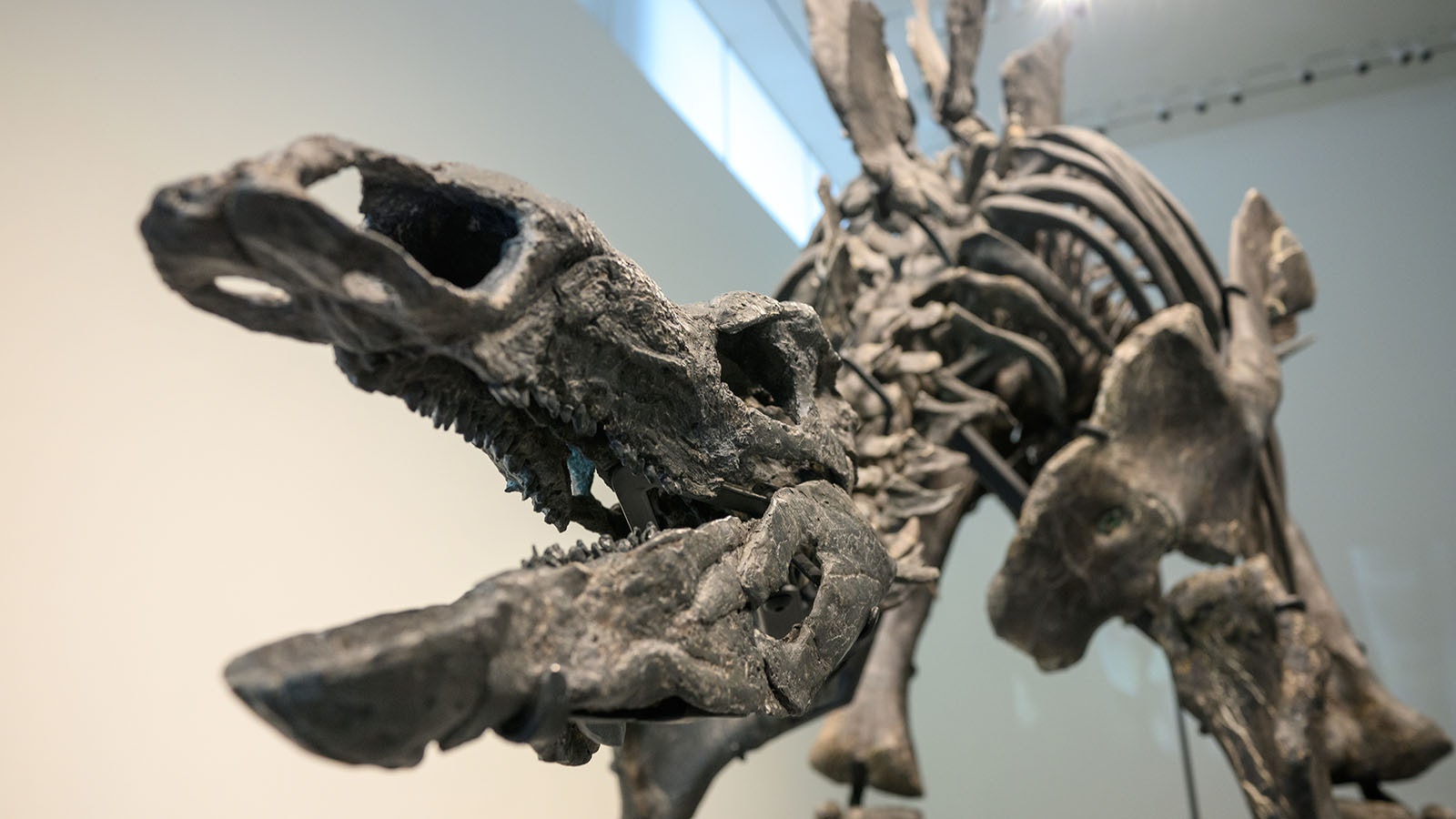 Apex, a 75% complete Stegosaurus fossil, is on display at Sotheby’s in New York City prior to its auction. It fetched a record $44.6 million.