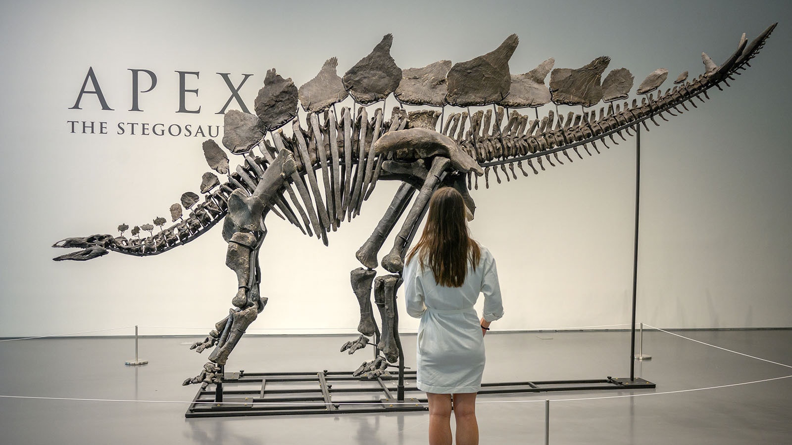 Apex, a 75% complete Stegosaurus fossil, is on display at Sotheby’s in New York City prior to its auction. It fetched a record $44.6 million.