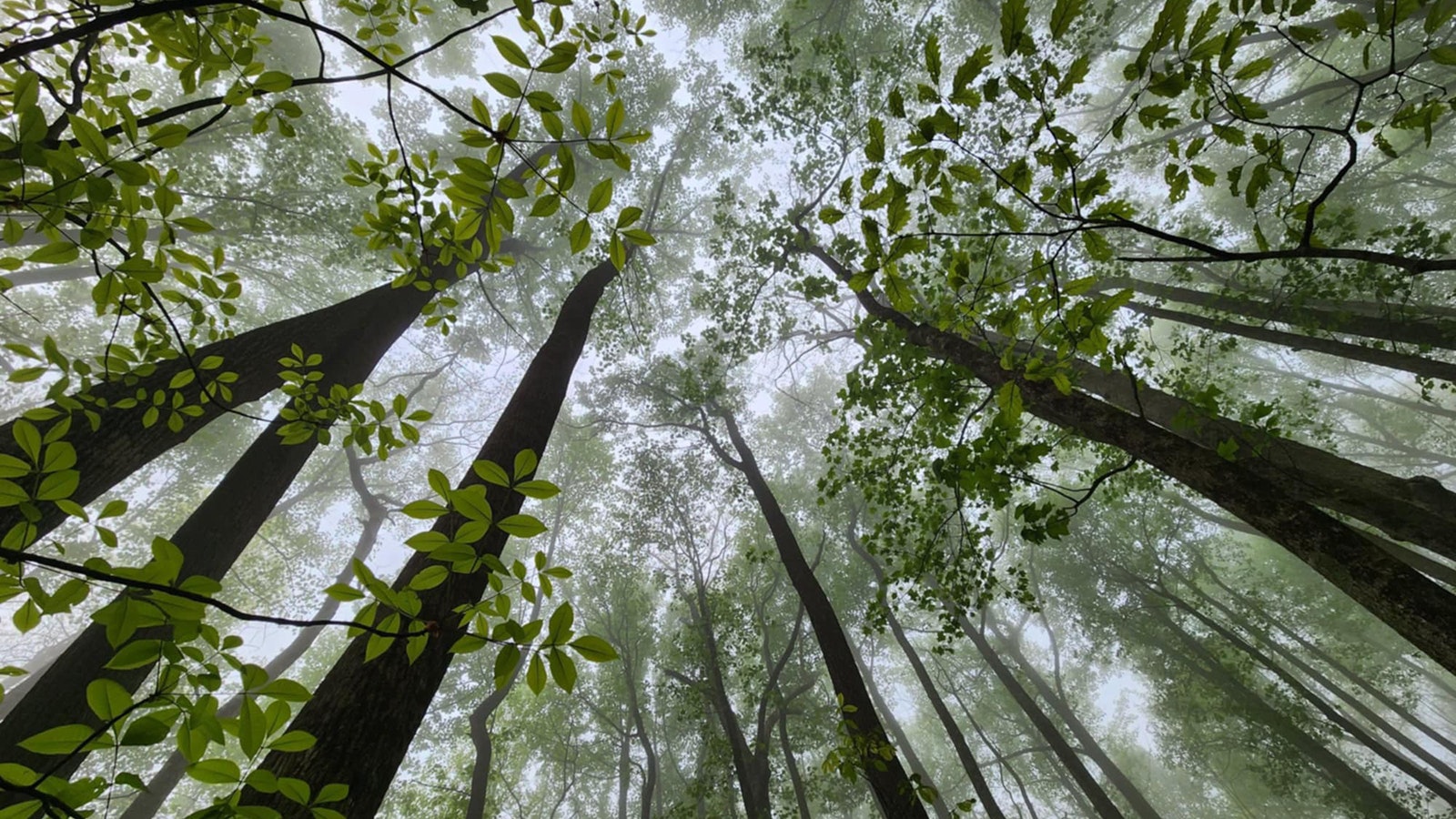 A view from the Appalachian Trail in Georgia.