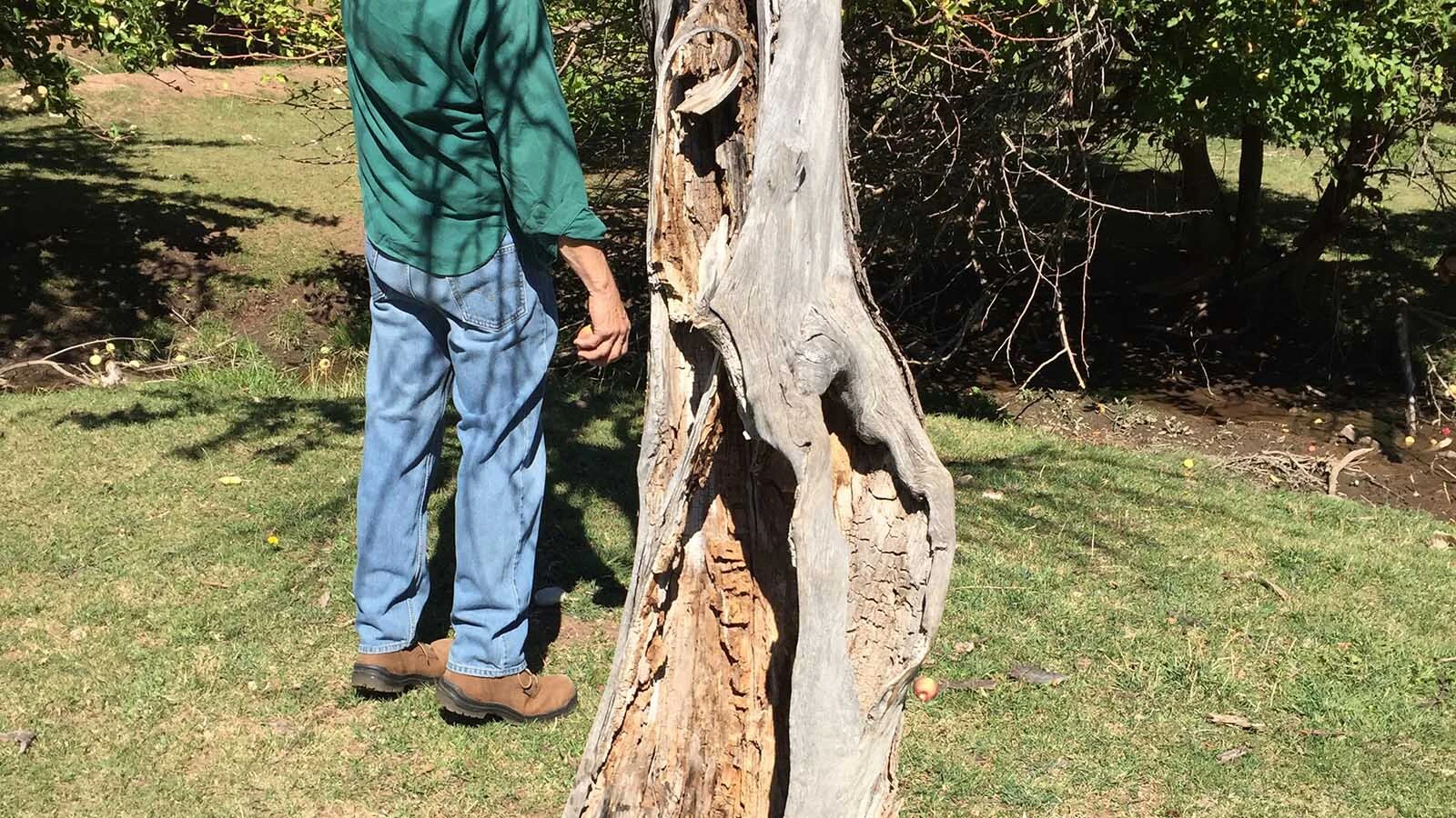 An old apple tree.