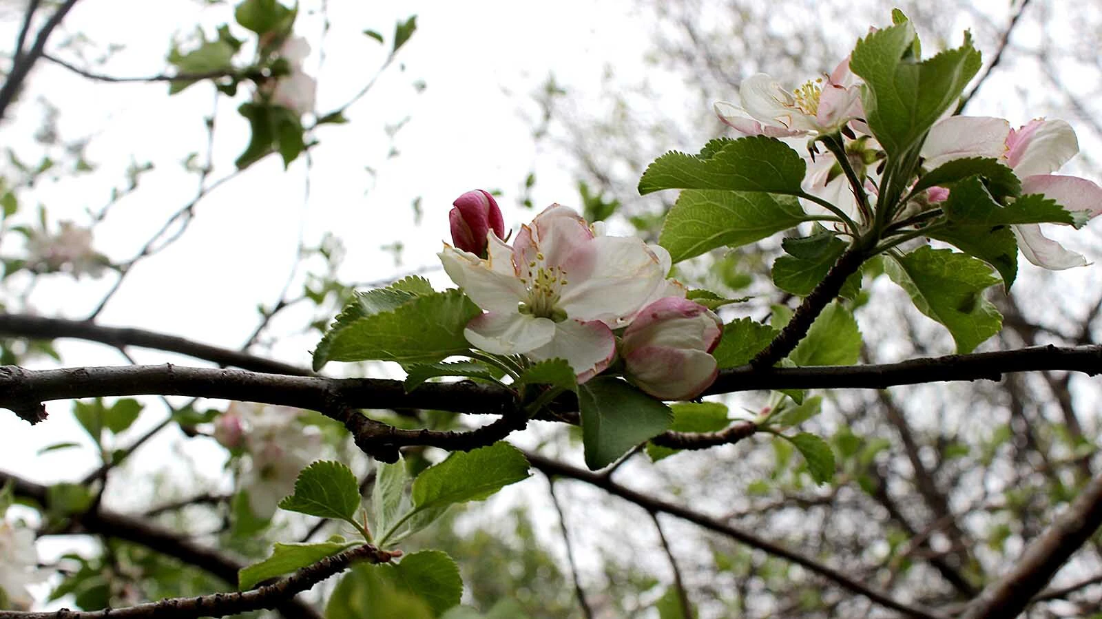 Apple blossoms in a Wyoming orchard.