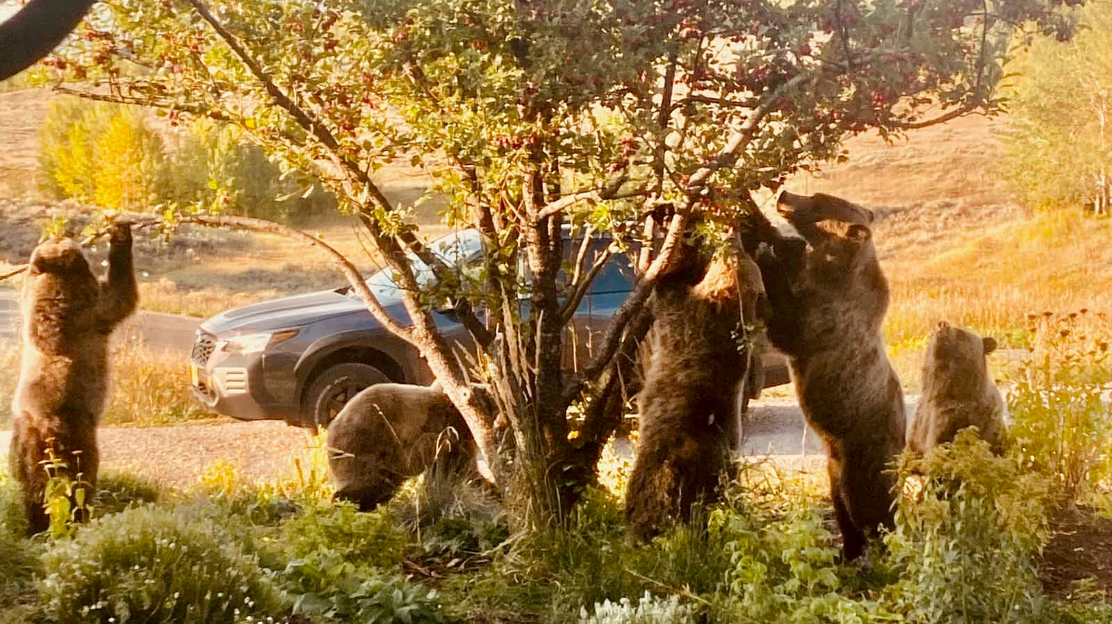 Bears love apples, and sometimes claim some for themselves.