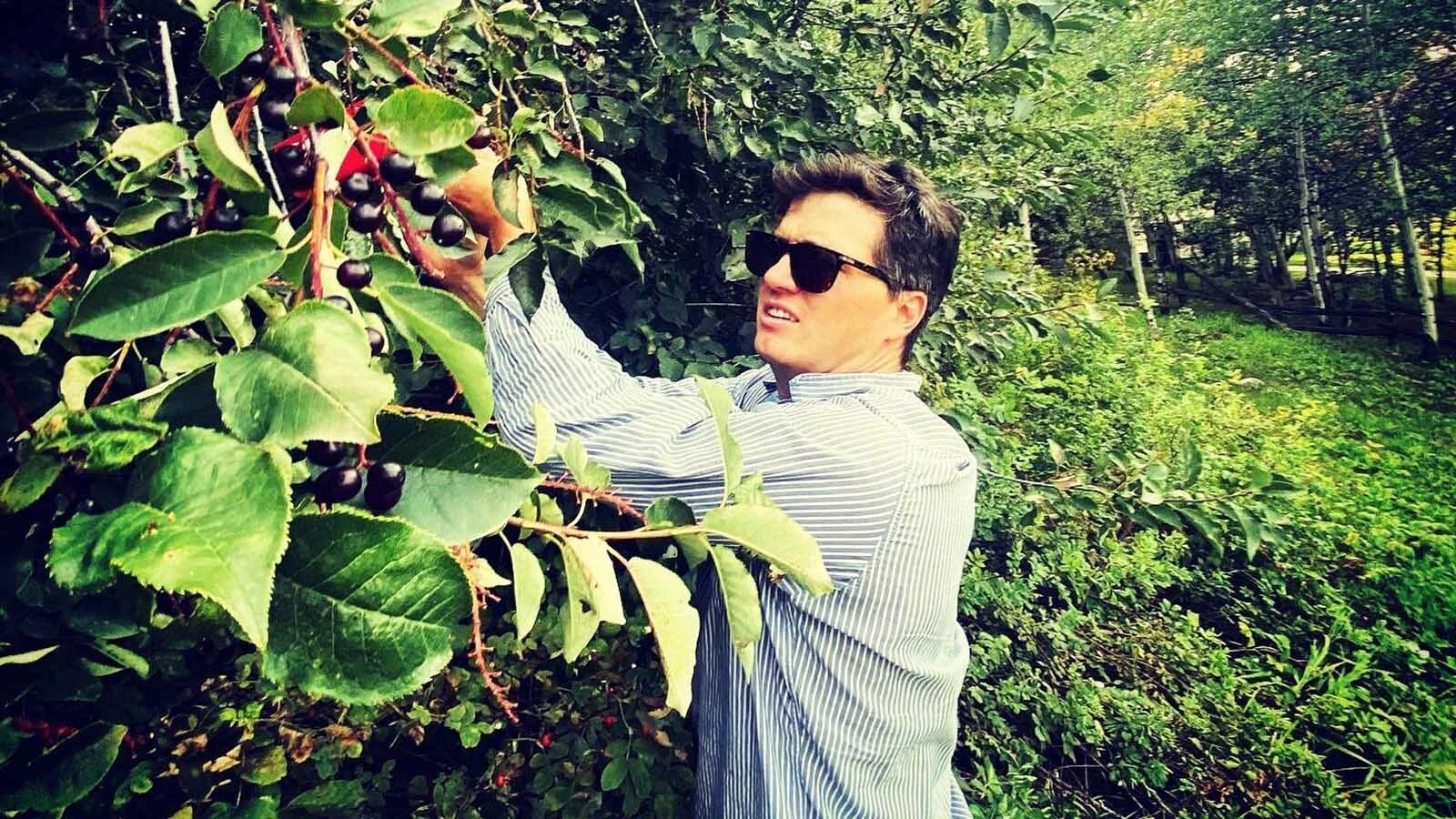Orion Bellorado picks chokecherries to add to a cider recipe.