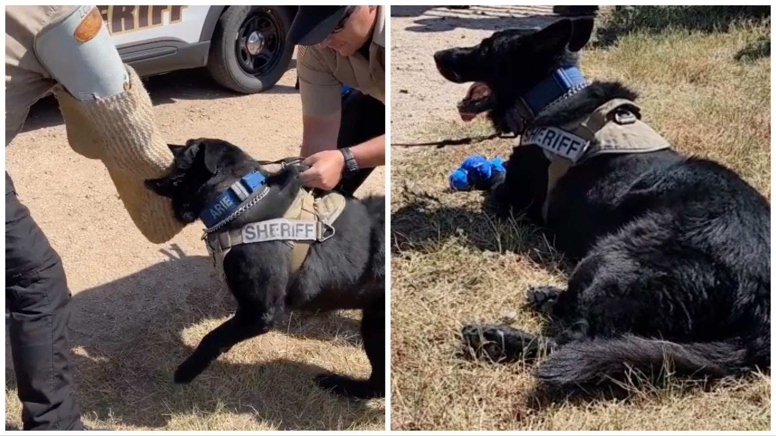 During a retirement ceremony Wednesday, Arie got one last bite at the training pad, and lots of pats and love from his Laramie County Sheriff's Office team.