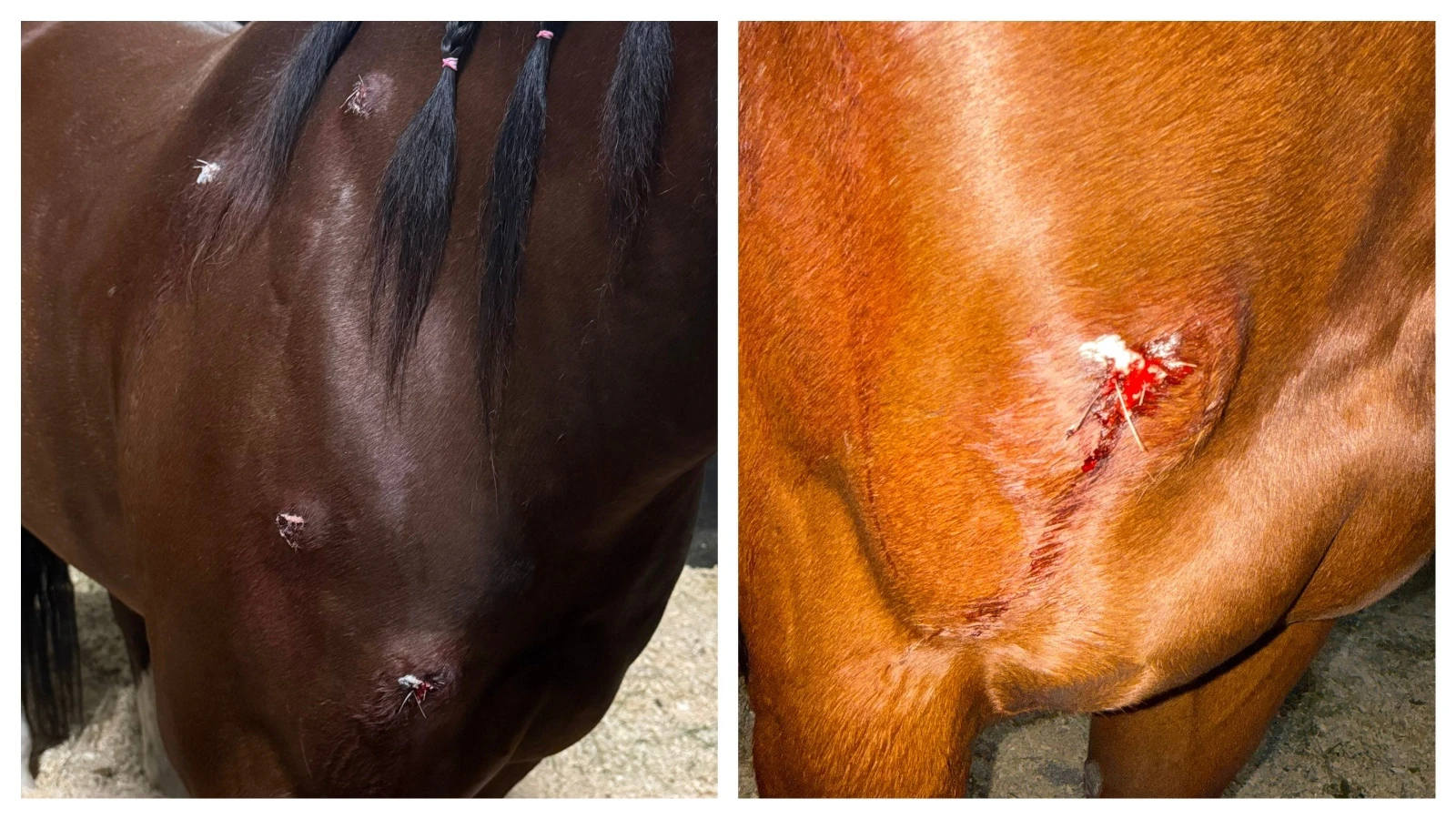 Ariella Phillips's barrel racing horse detail was one of three horses stabbed during a rodeo event in Las Vegas over the weekend. Phillips has posted extensively to her Facebook page about the incident and how Detail is doing.