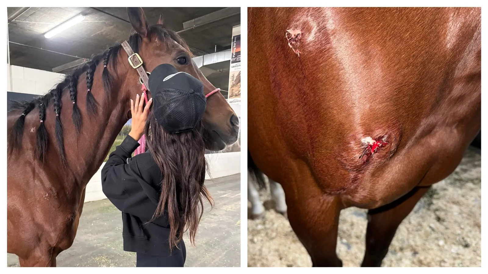 Ariella Phillips's barrel racing horse detail was one of three horses stabbed during a rodeo event in Las Vegas over the weekend. Phillips has posted extensively to her Facebook page about the incident and how Detail is doing.