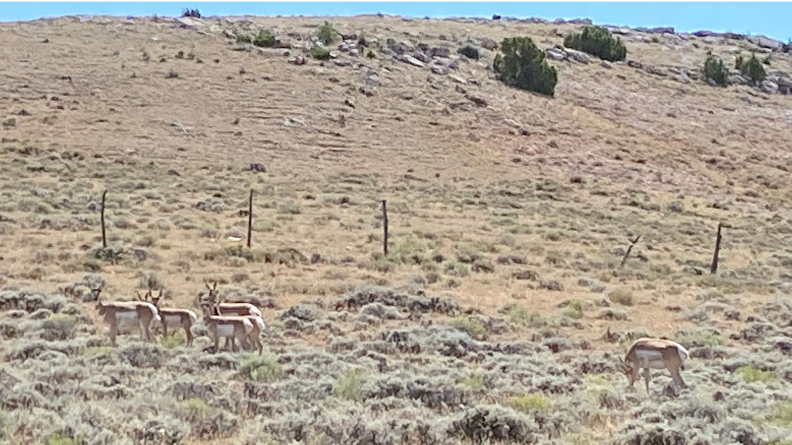 Antelope graze near Armpit, Wyoming.