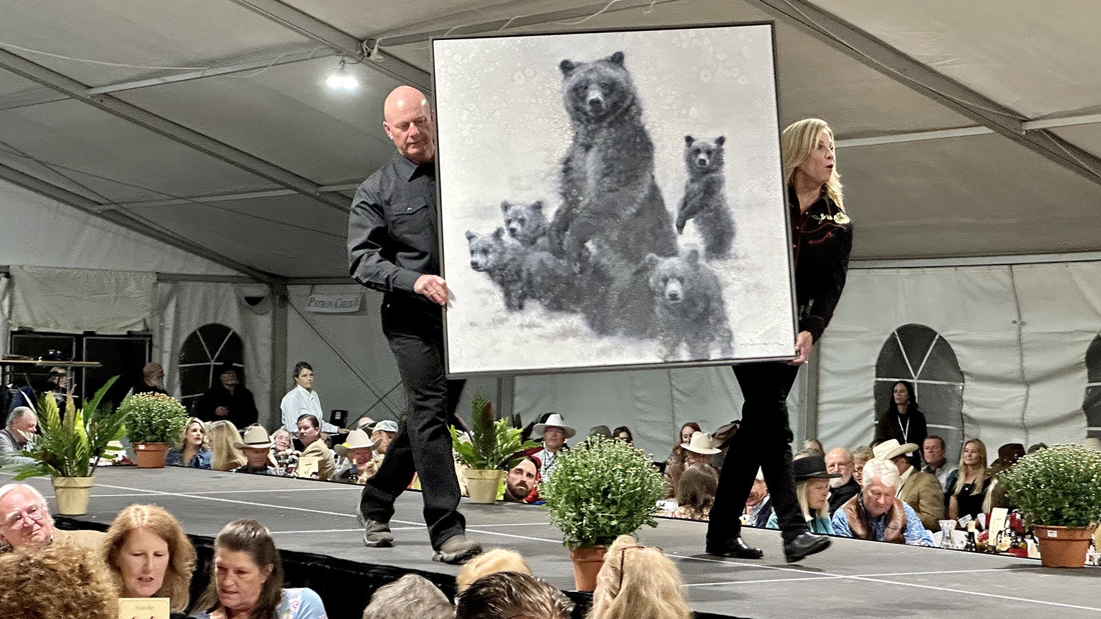 "Maternal," a painting by David Frederick Riley depicting Grizzly 399 and her cubs, makes its way down the runway at the 42nd Buffalo Bill Art Show and Sale Live Auction. The piece sold for $19,500.