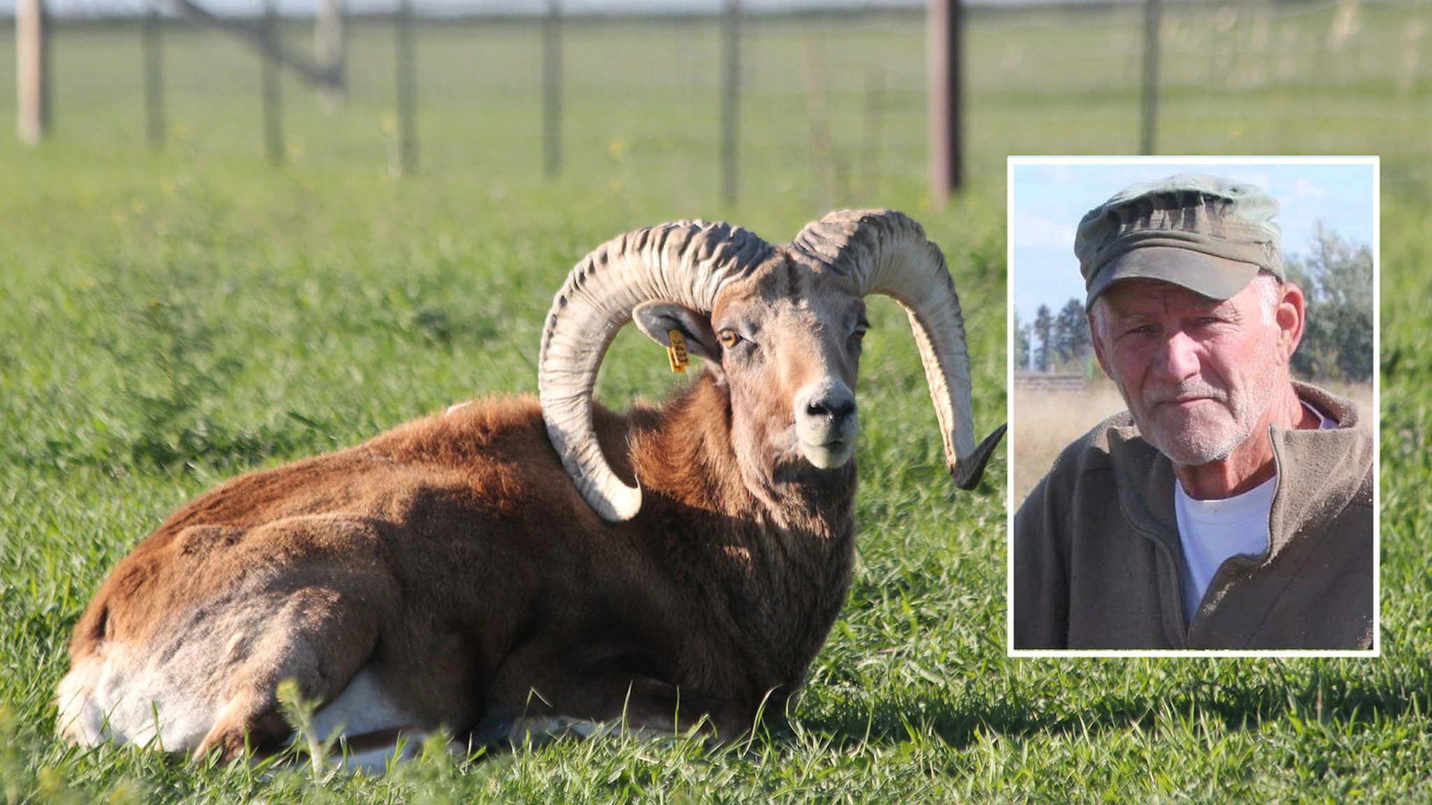 Montana Man, 81, Gets Prison For Scheme To Create Huge Hybrid Bighorn ...