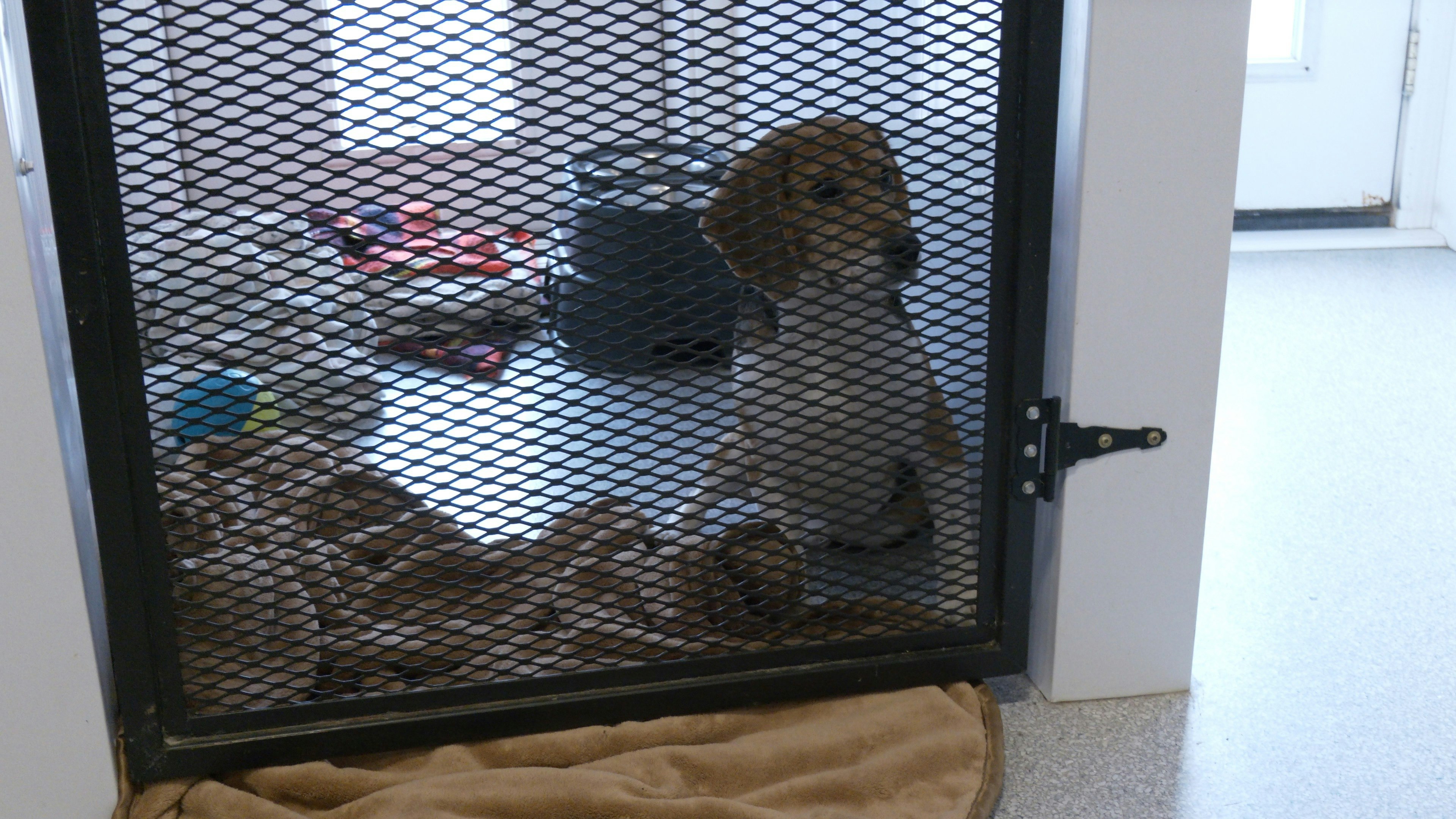 A beagle named Ash sits in his pen at Kindness Ranch. Each dog has their own area with a doggy door that leads to a mini yard.