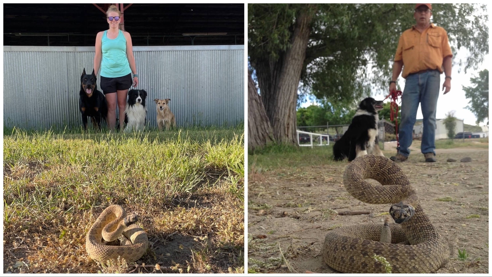 Left, Ashlea Roberts and her dogs Pistol, Recon, and Nitro with a rattlesnake Roberts caught for her dog-training clinic. Right, Jerry Colson and his dog Charlie with one of the family's finds.