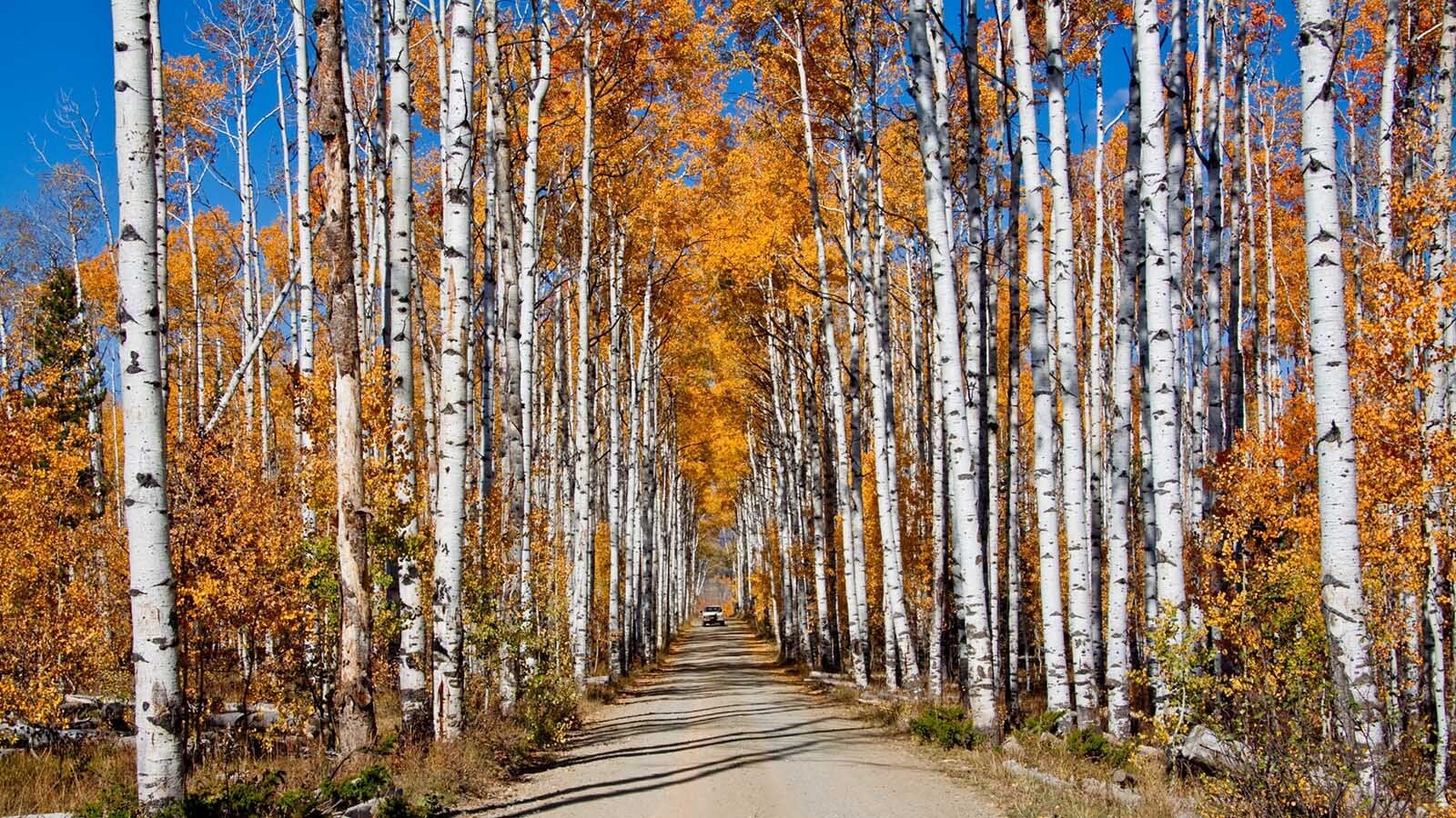 Wyoming's famous Aspen Alley in the Snowy Range near Encampment isn't quite as spectacular as it used to be.