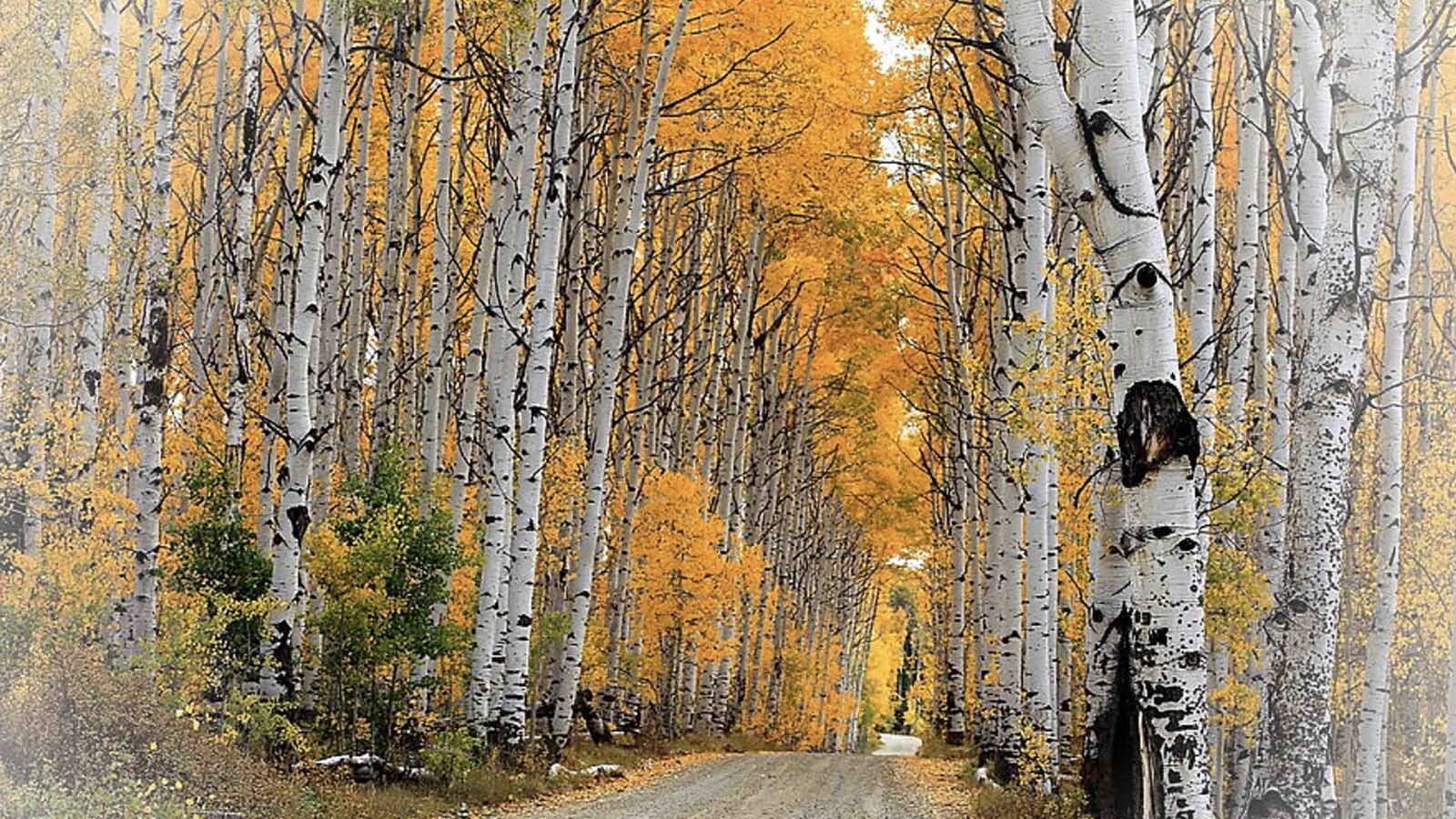 Wyoming's famous Aspen Alley in the Snowy Range near Encampment isn't quite as spectacular as it used to be.