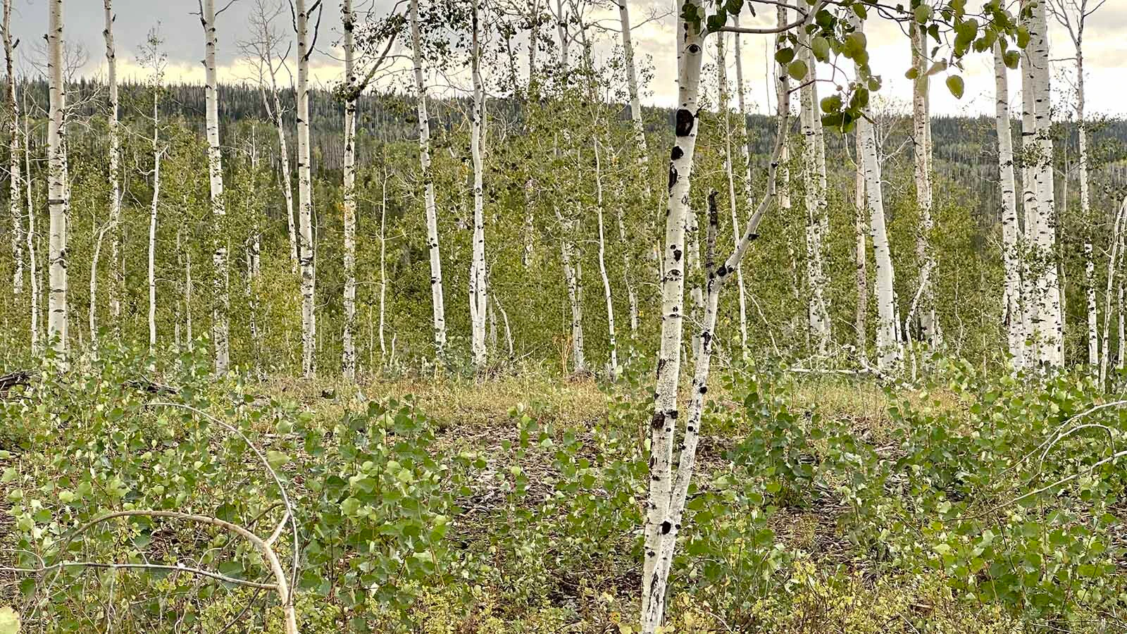 After years in decline and die-off, the once-stunning Aspen Alley corridor in southern Wyoming’s Sierra Madre Mountains is making a comeback. Withing five years, “We'll have aspen so thick it'll be hard to walk through there,” says area rancher Dennis Faerber.