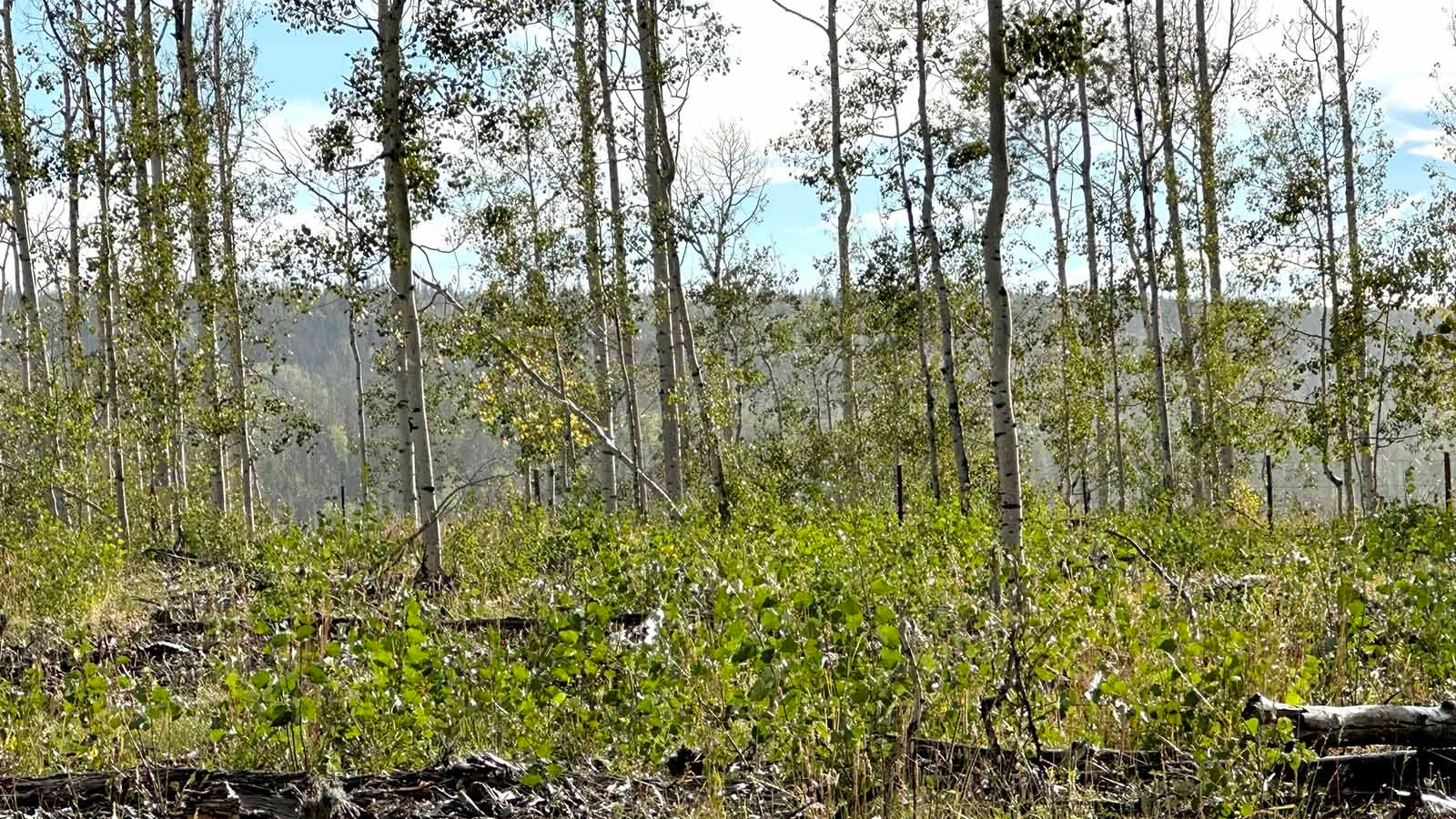After years in decline and die-off, the once-stunning Aspen Alley corridor in southern Wyoming’s Sierra Madre Mountains is making a comeback. Withing five years, “We'll have aspen so thick it'll be hard to walk through there,” says area rancher Dennis Faerber.