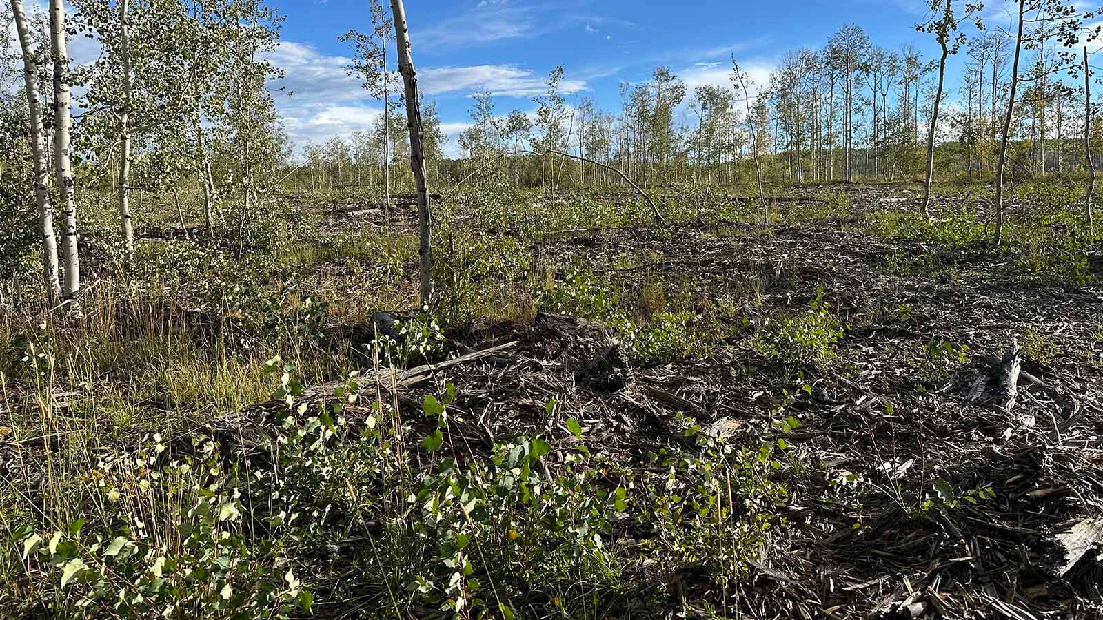 After years in decline and die-off, the once-stunning Aspen Alley corridor in southern Wyoming’s Sierra Madre Mountains is making a comeback. Withing five years, “We'll have aspen so thick it'll be hard to walk through there,” says area rancher Dennis Faerber.