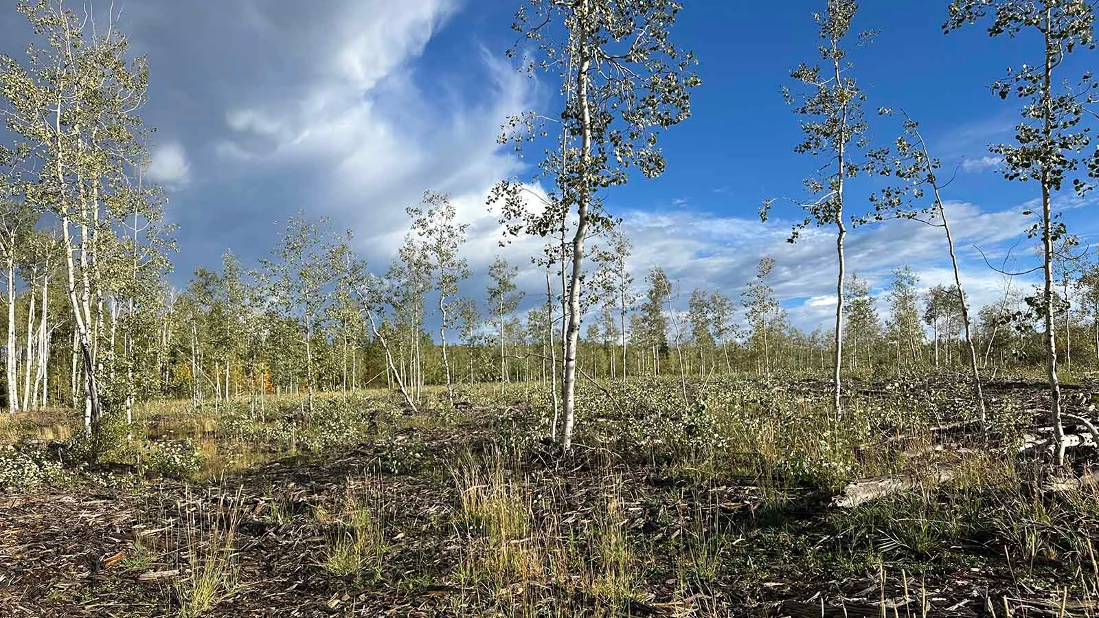 After years in decline and die-off, the once-stunning Aspen Alley corridor in southern Wyoming’s Sierra Madre Mountains is making a comeback. Withing five years, “We'll have aspen so thick it'll be hard to walk through there,” says area rancher Dennis Faerber.