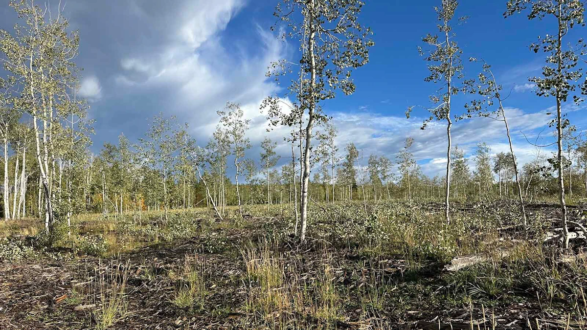 Slowly But Surely, Wyoming's Once-Stunning Aspen Alley Making A Comeback