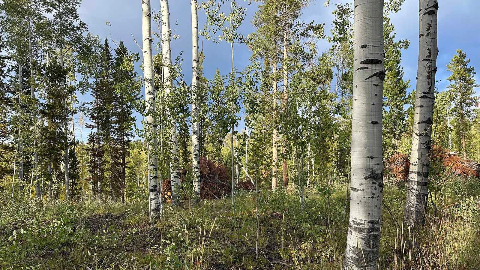 After years in decline and die-off, the once-stunning Aspen Alley corridor in southern Wyoming’s Sierra Madre Mountains is making a comeback. Withing five years, “We'll have aspen so thick it'll be hard to walk through there,” says area rancher Dennis Faerber.