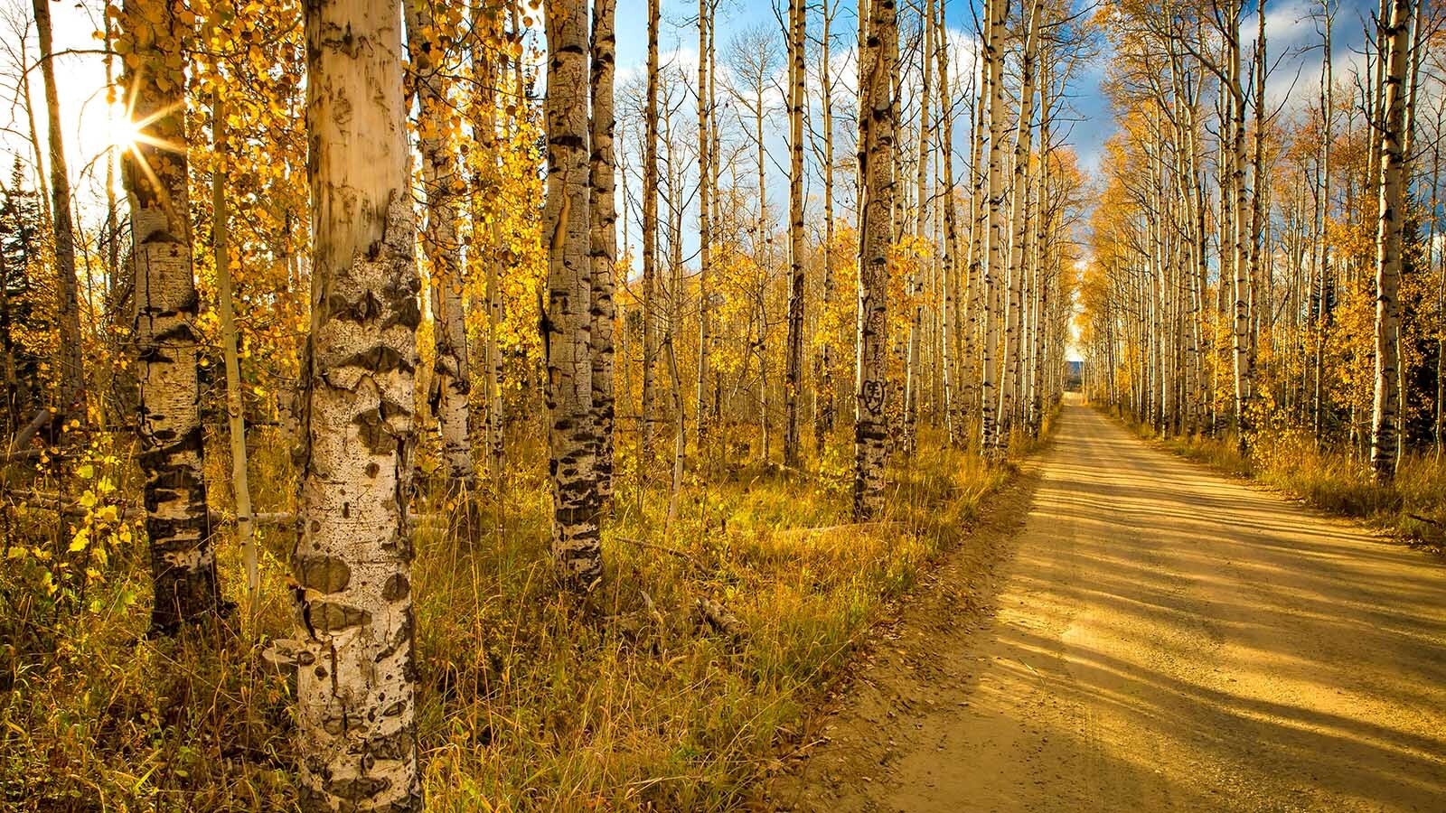 Wyoming's famous Aspen Alley in the Snowy Range near Encampment isn't quite as spectacular as it used to be.