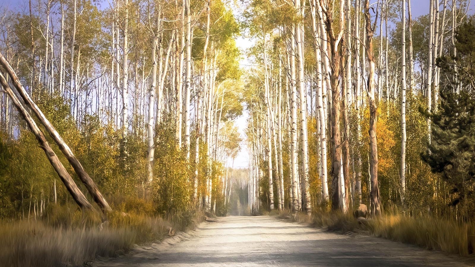 The falll colors on Wyoming's famous Aspen Alley in September 2020.