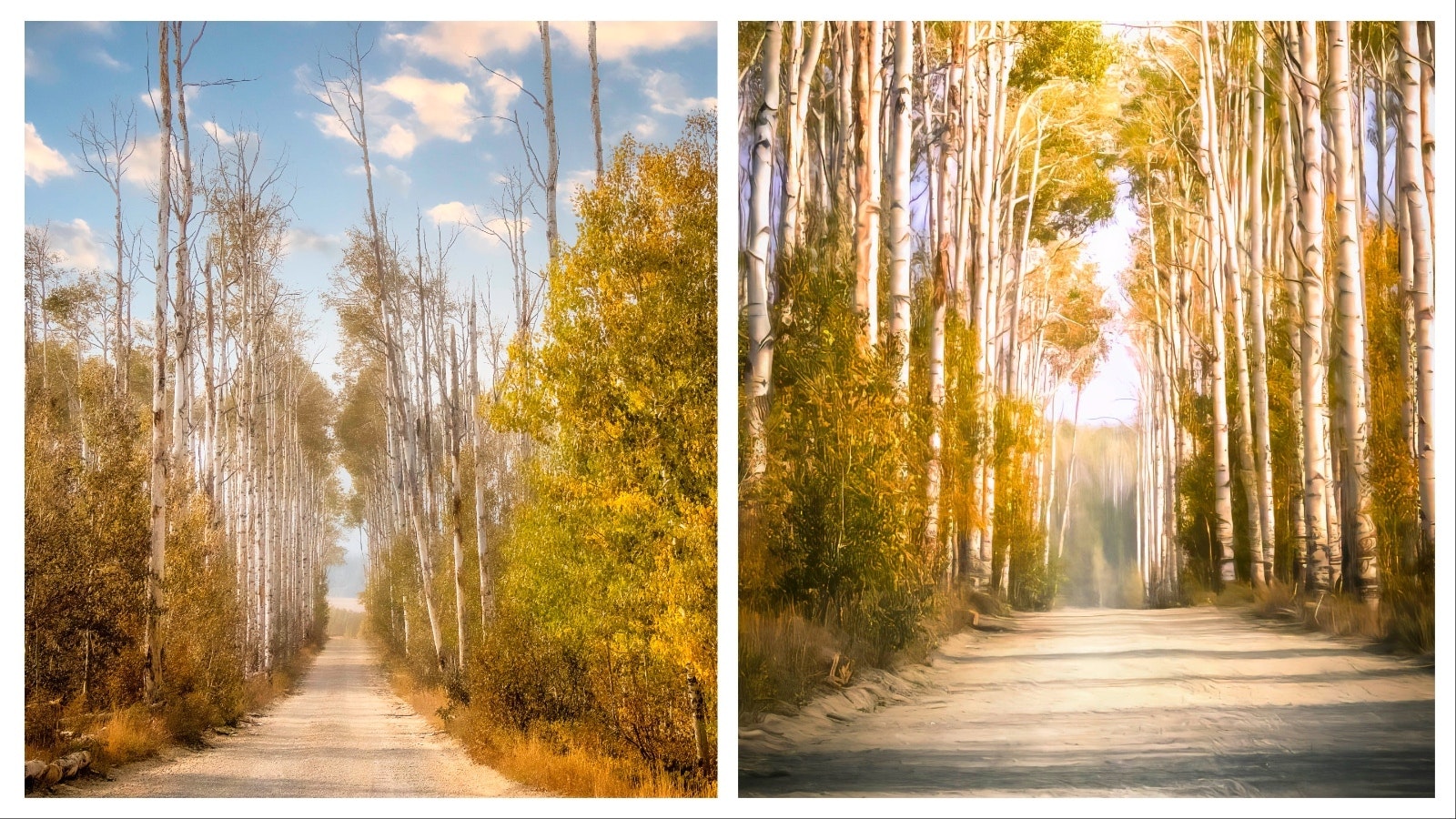 The falll colors on Wyoming's famous Aspen Alley in September 2020.