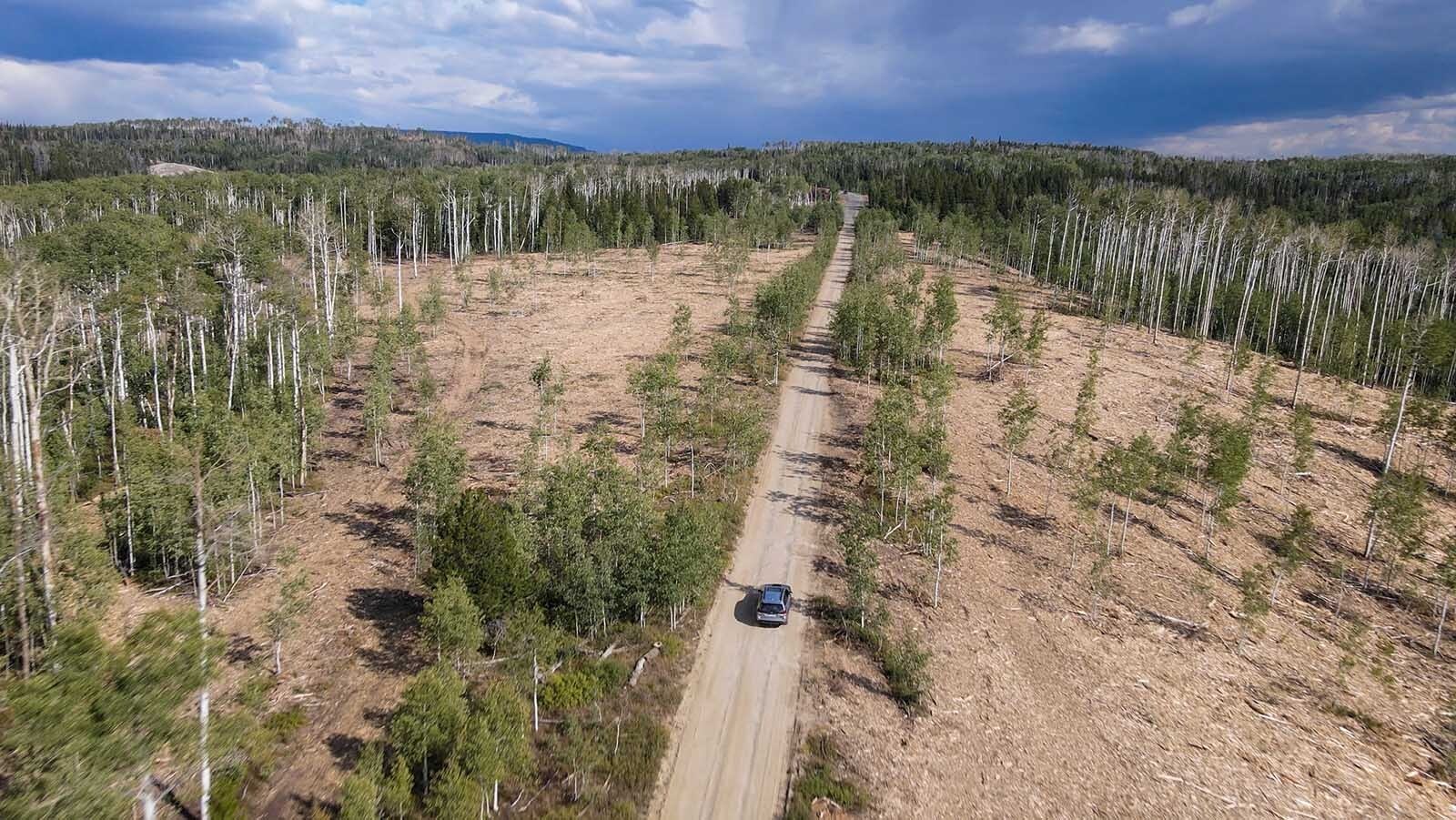 An aerial view of Aspen Alley in Medicine Bow National Forest. The surrounding forest has been cleared of dead and dying aspen and lodgepole pine trees as part of an effort to revitalize the aspen grove, reduce fire danger, and improve wildlife habitat. New aspen saplings are already growing in the newly cleared area.