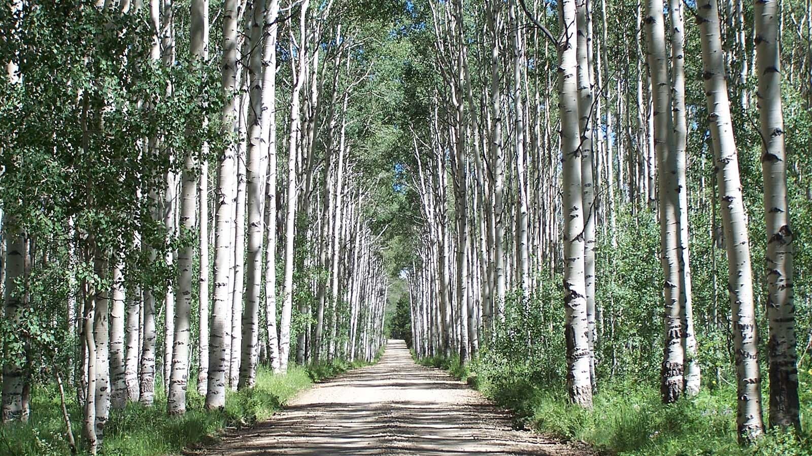 Wyoming's famous Aspen Alley in the Snowy Range near Encampment isn't quite as spectacular as it used to be.